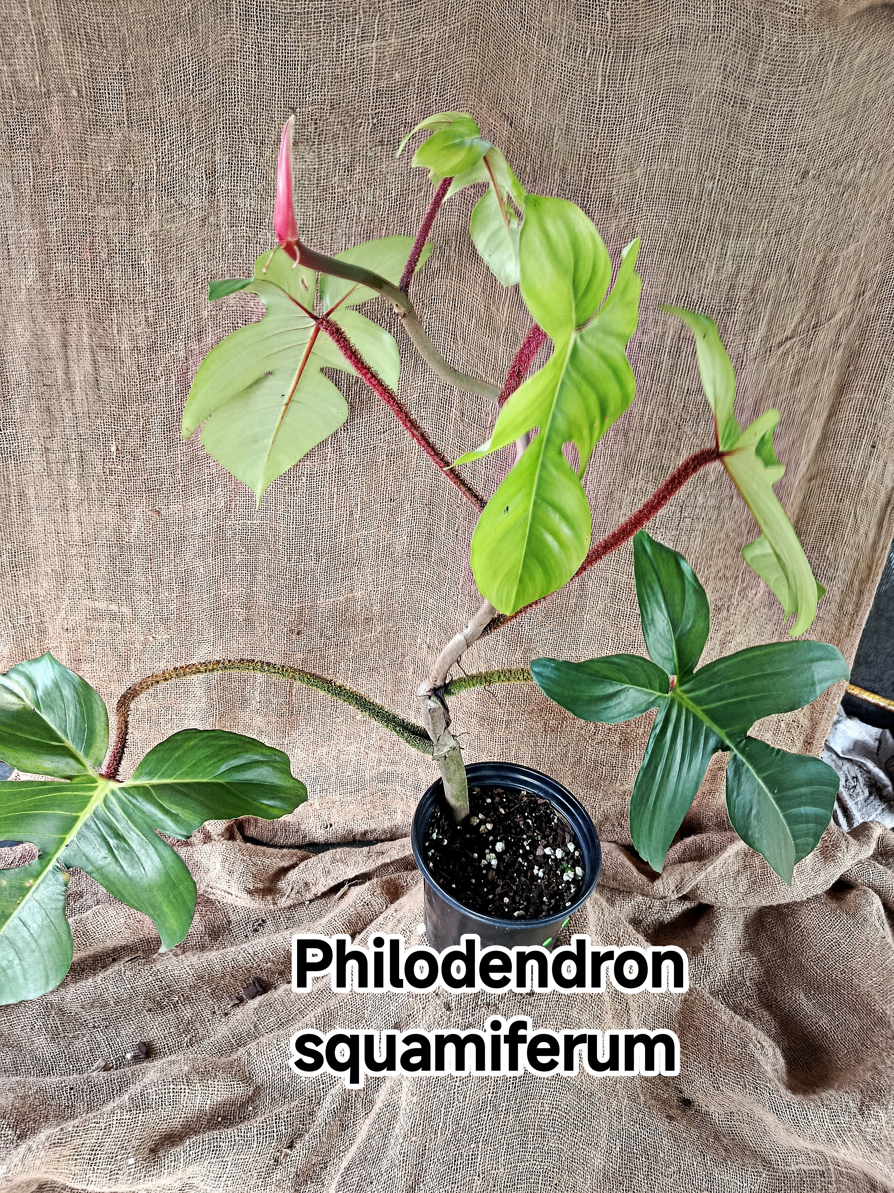Philodendron Squamiferum
