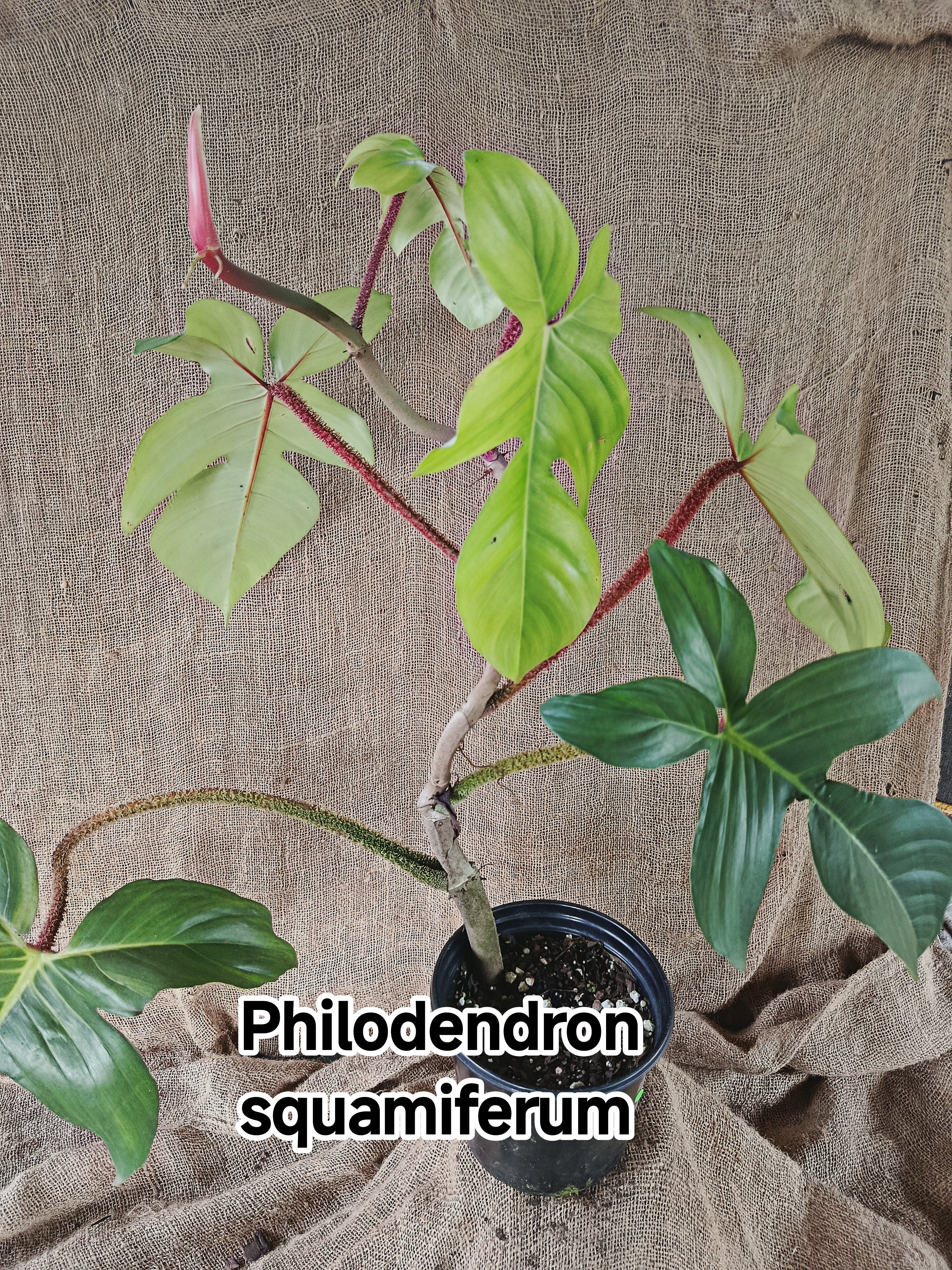 Philodendron Squamiferum
