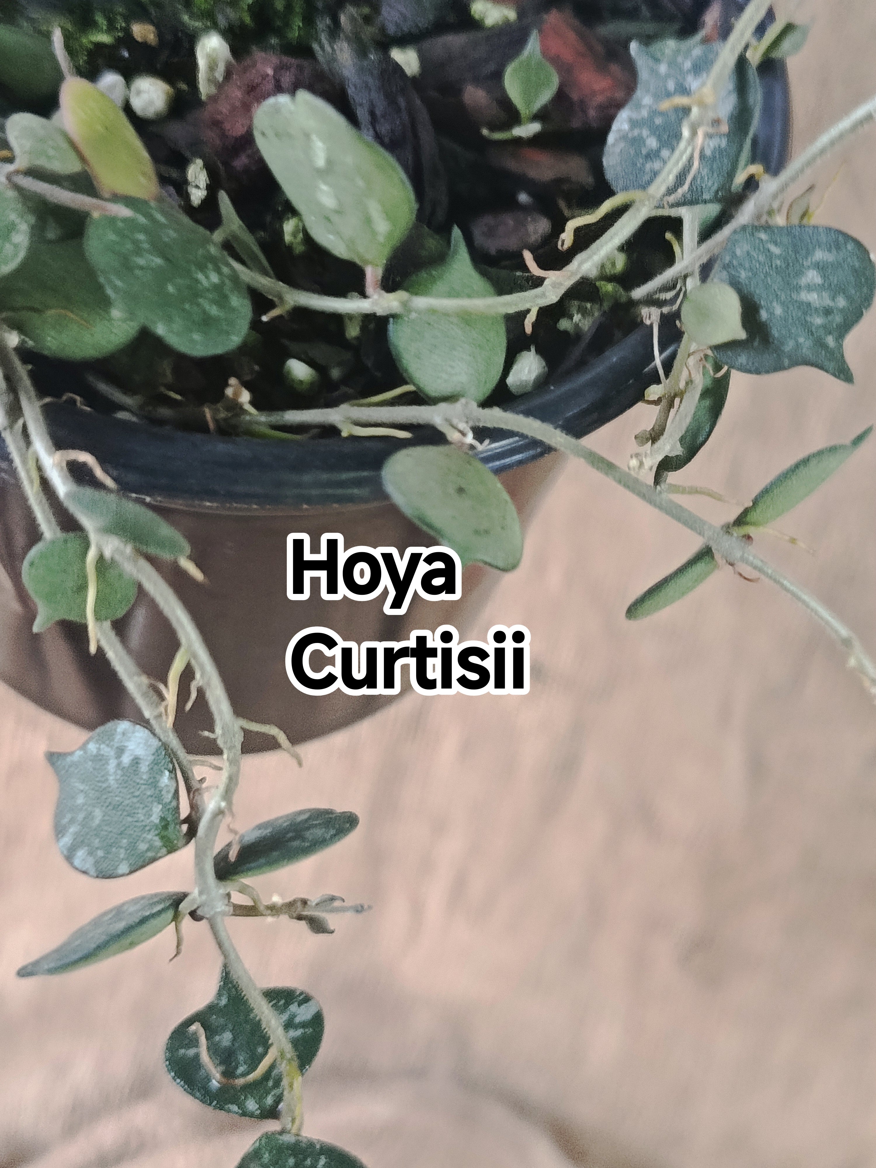Hoya Curtisii