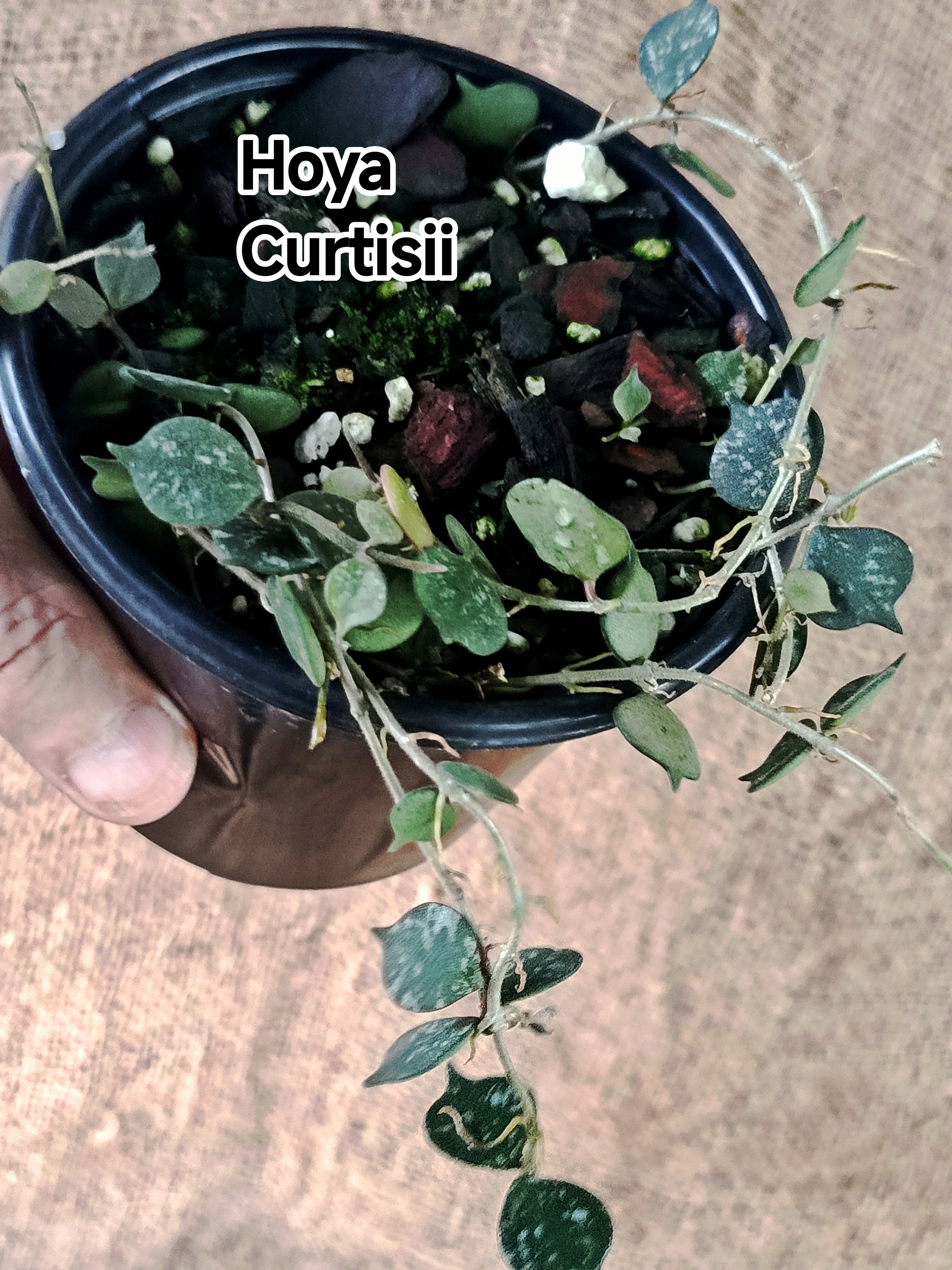 Hoya Curtisii