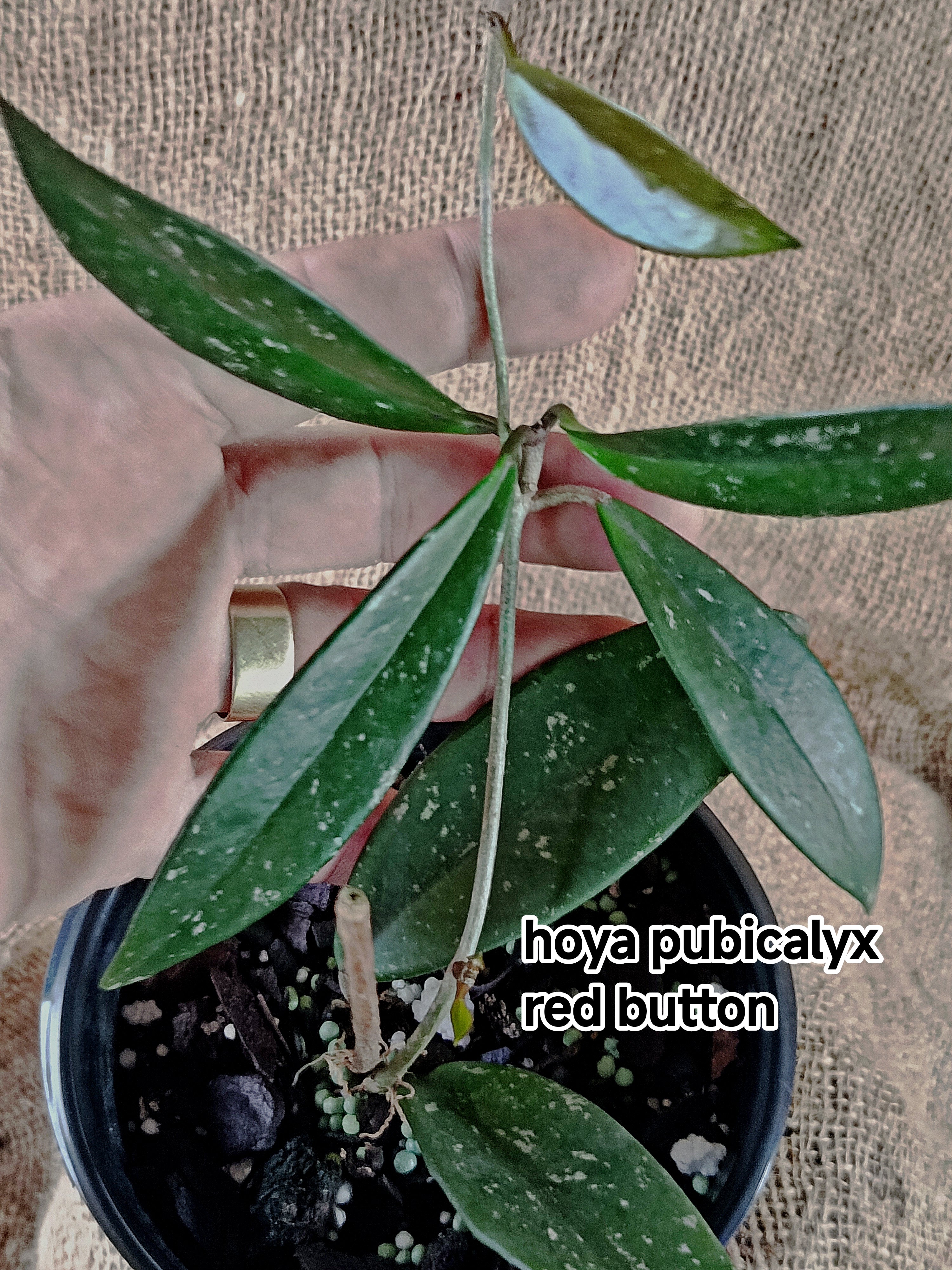 Hoya pubycalix red button