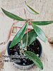 Hoya pubycalix red button