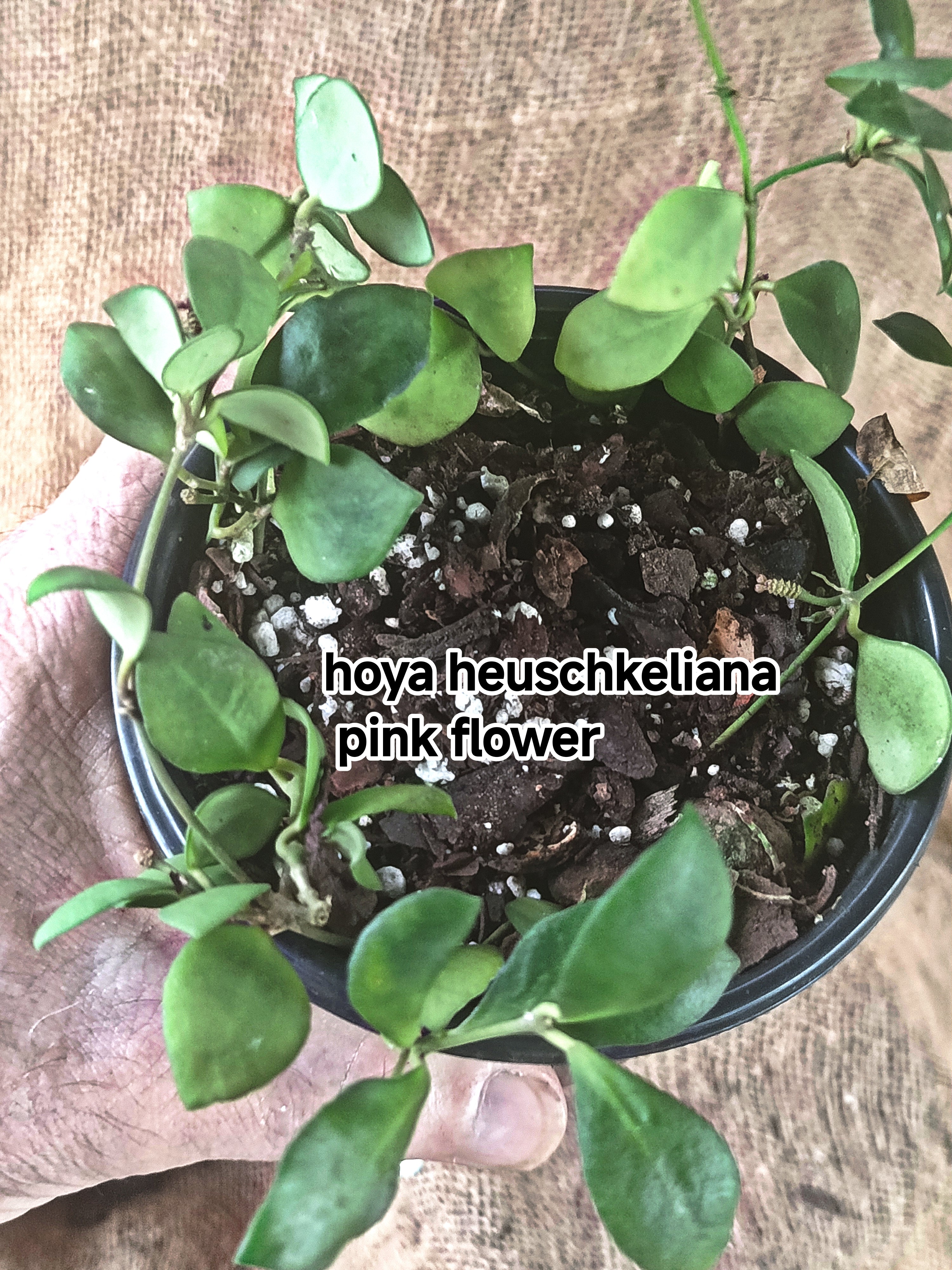 hoya heuschkeliana pink flower