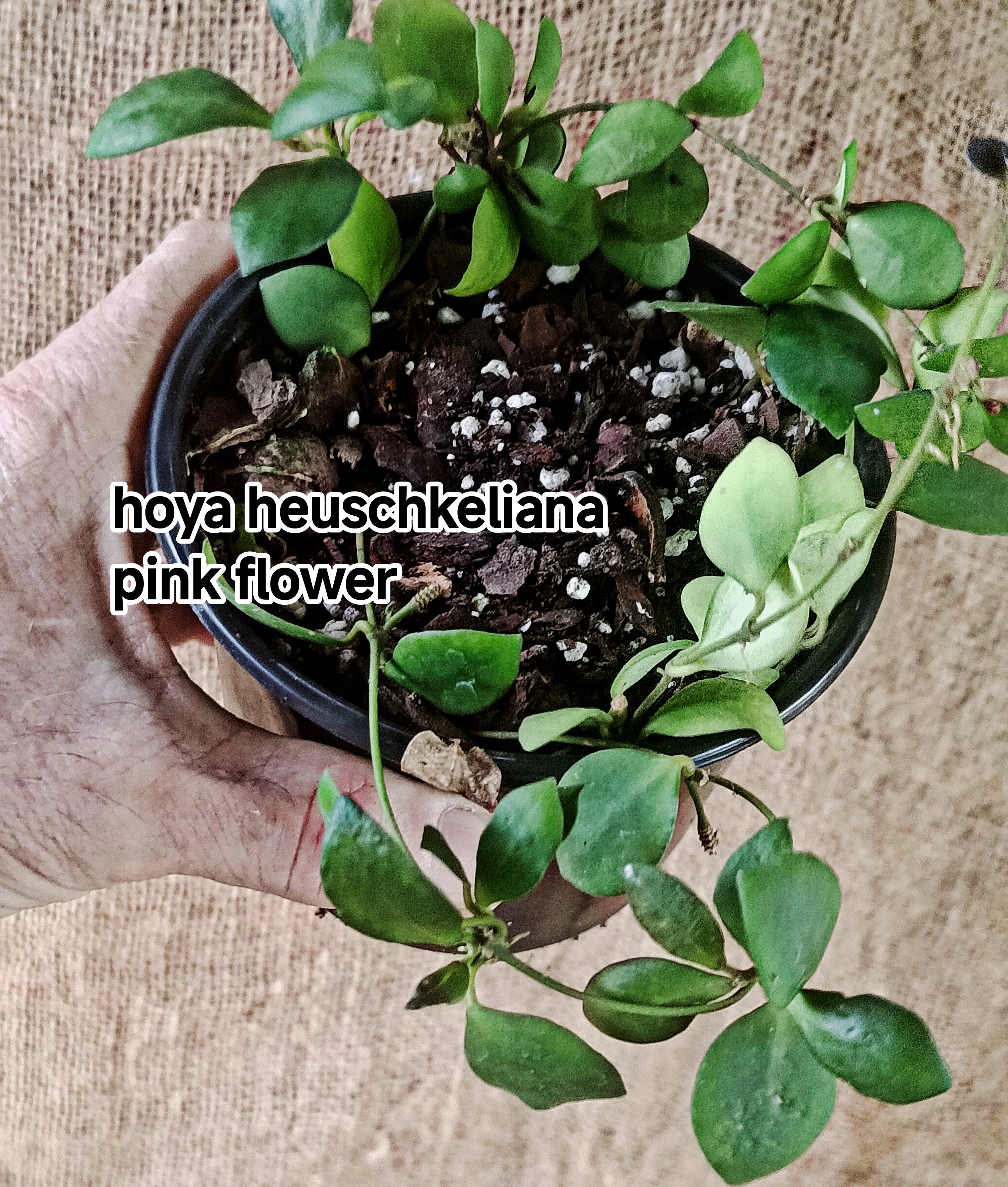 hoya heuschkeliana pink flower