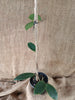 Hoya bicolour