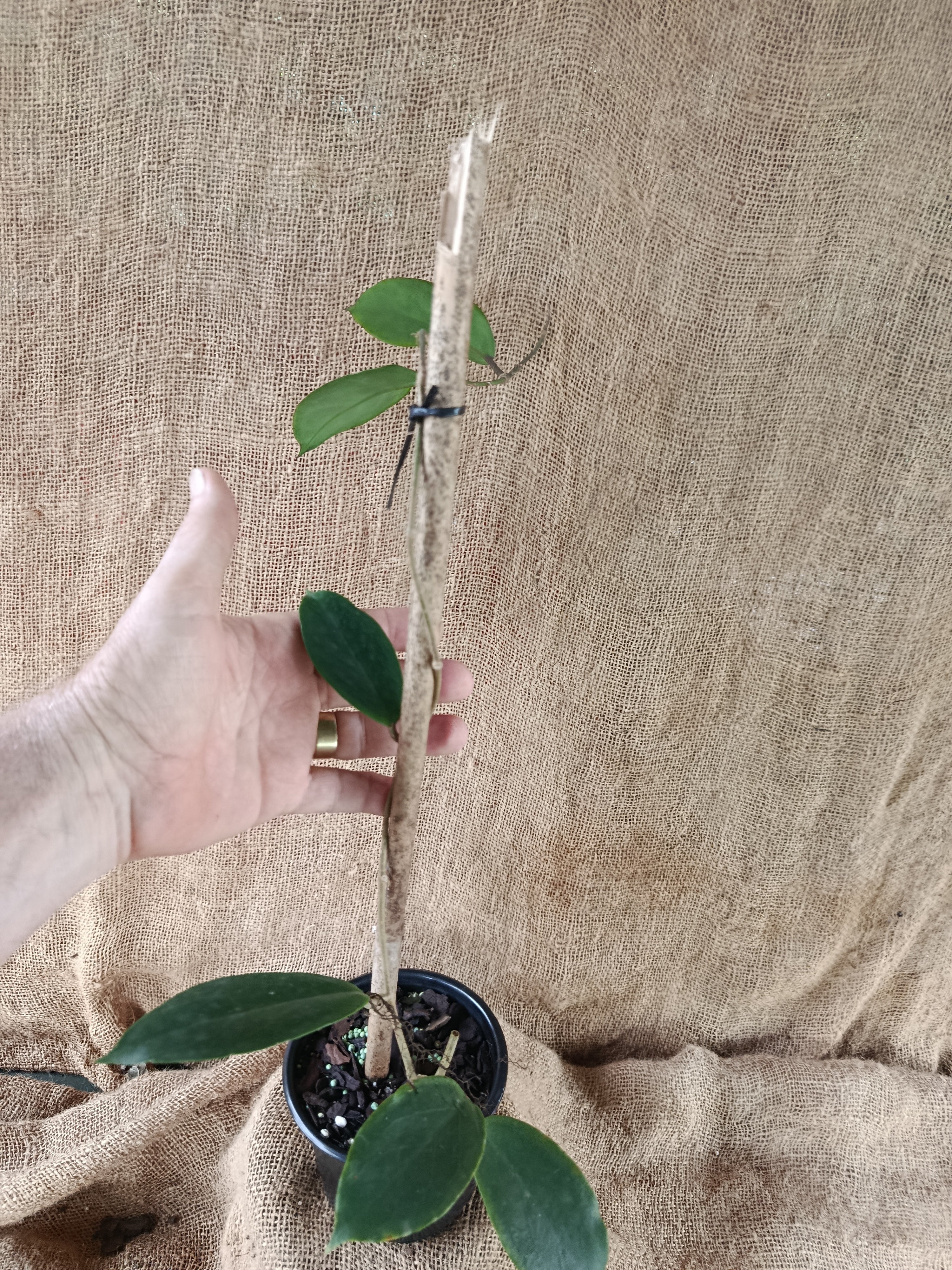 Hoya bicolour