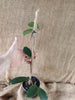 Hoya bicolour
