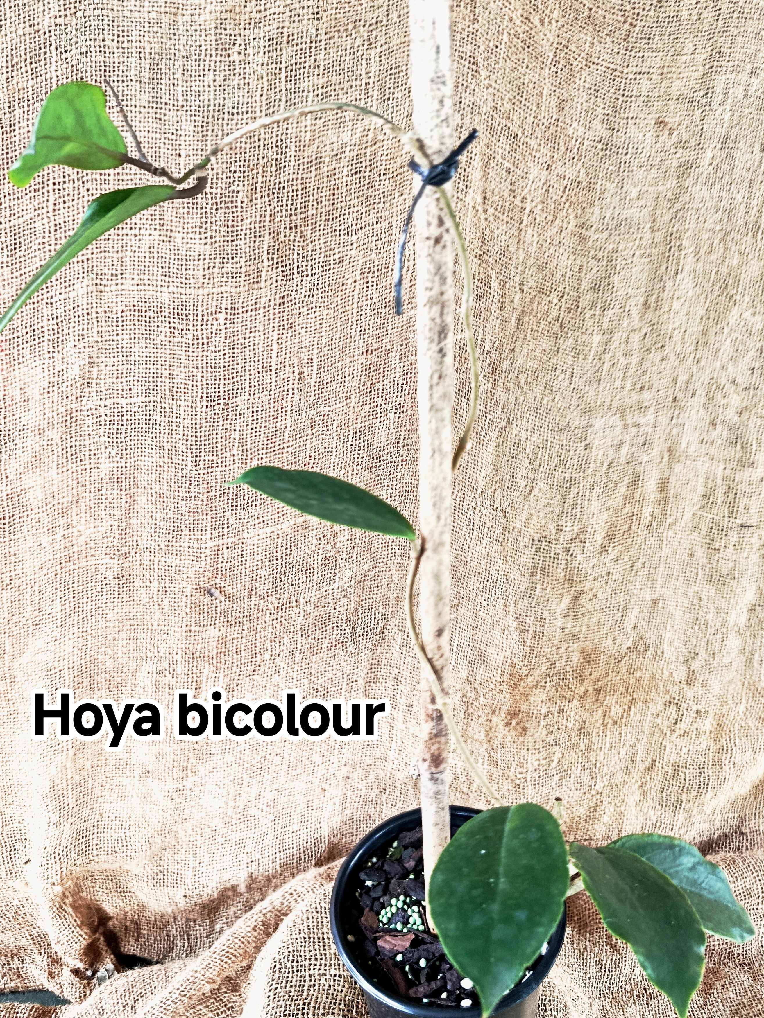 Hoya bicolour