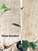 Hoya bicolour