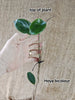 Hoya bicolour