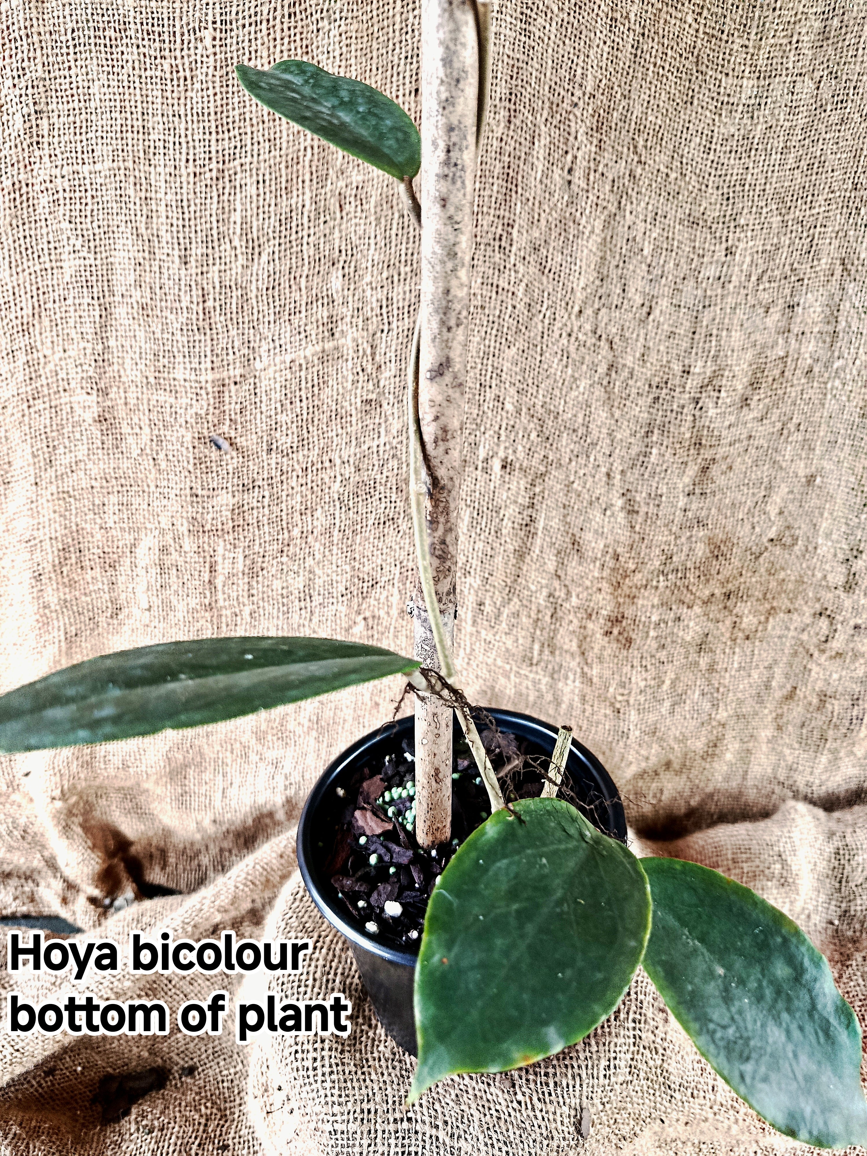 Hoya bicolour