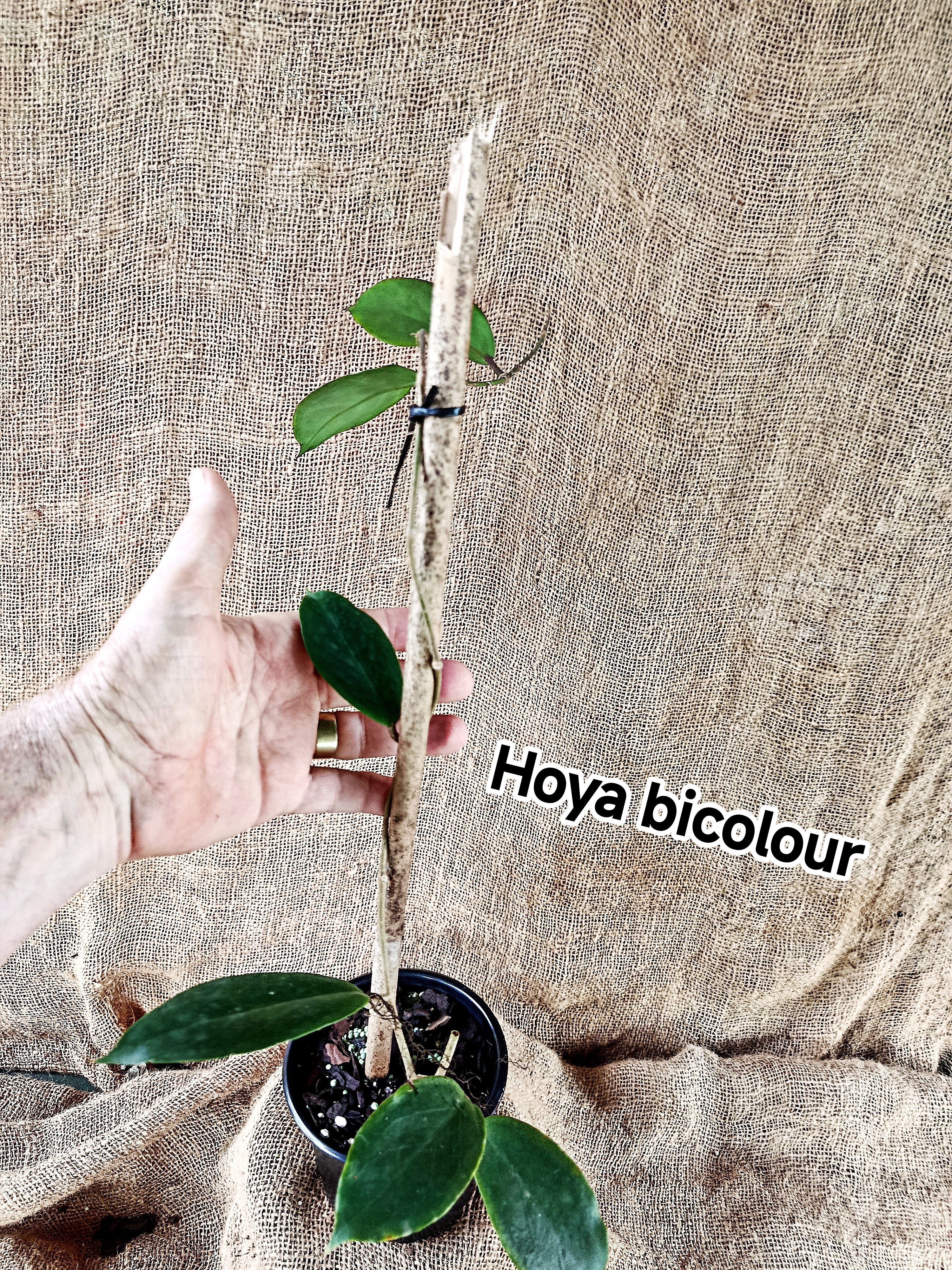 Hoya bicolour