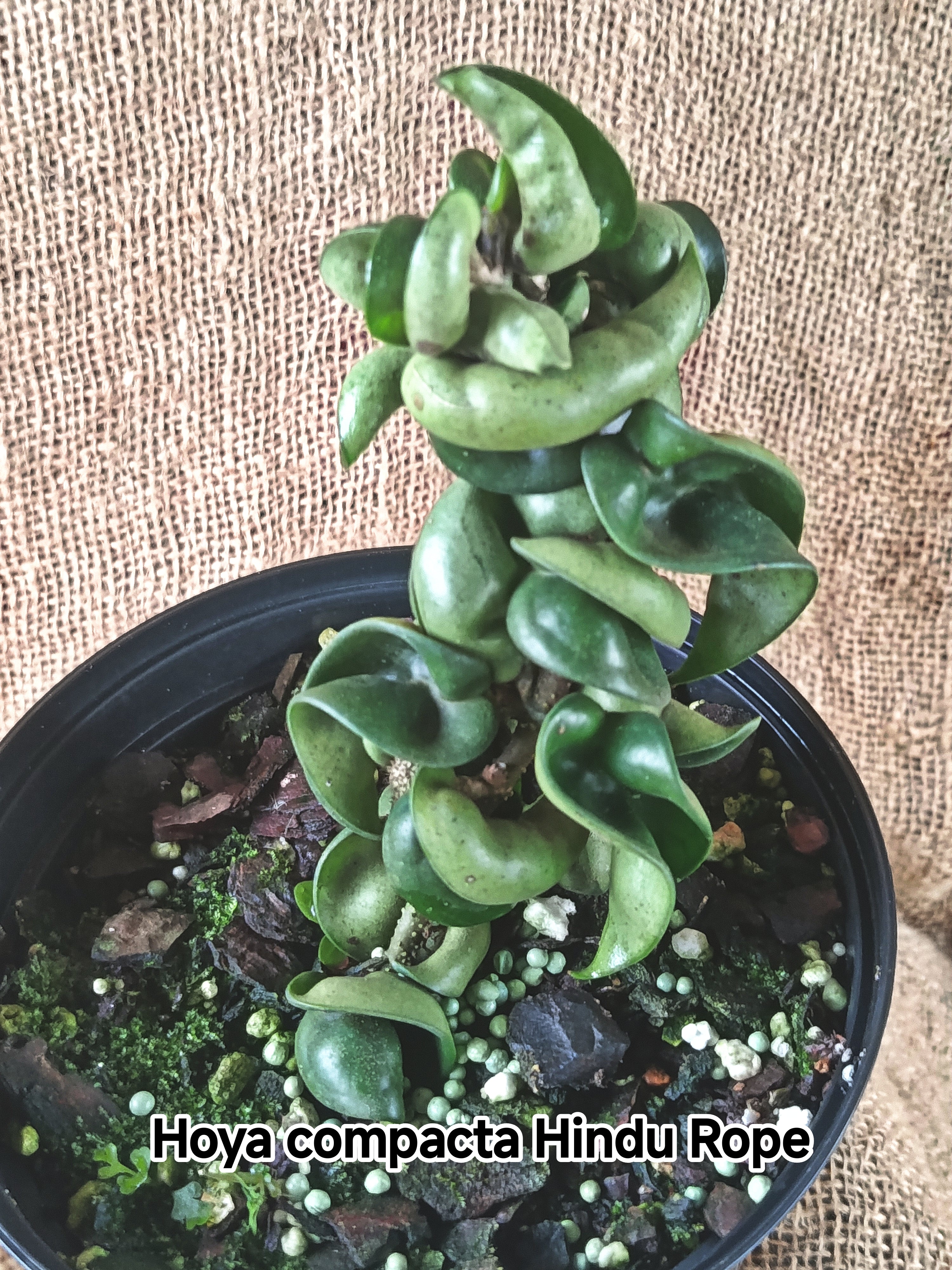 Hoya compacta  Hindu Rope