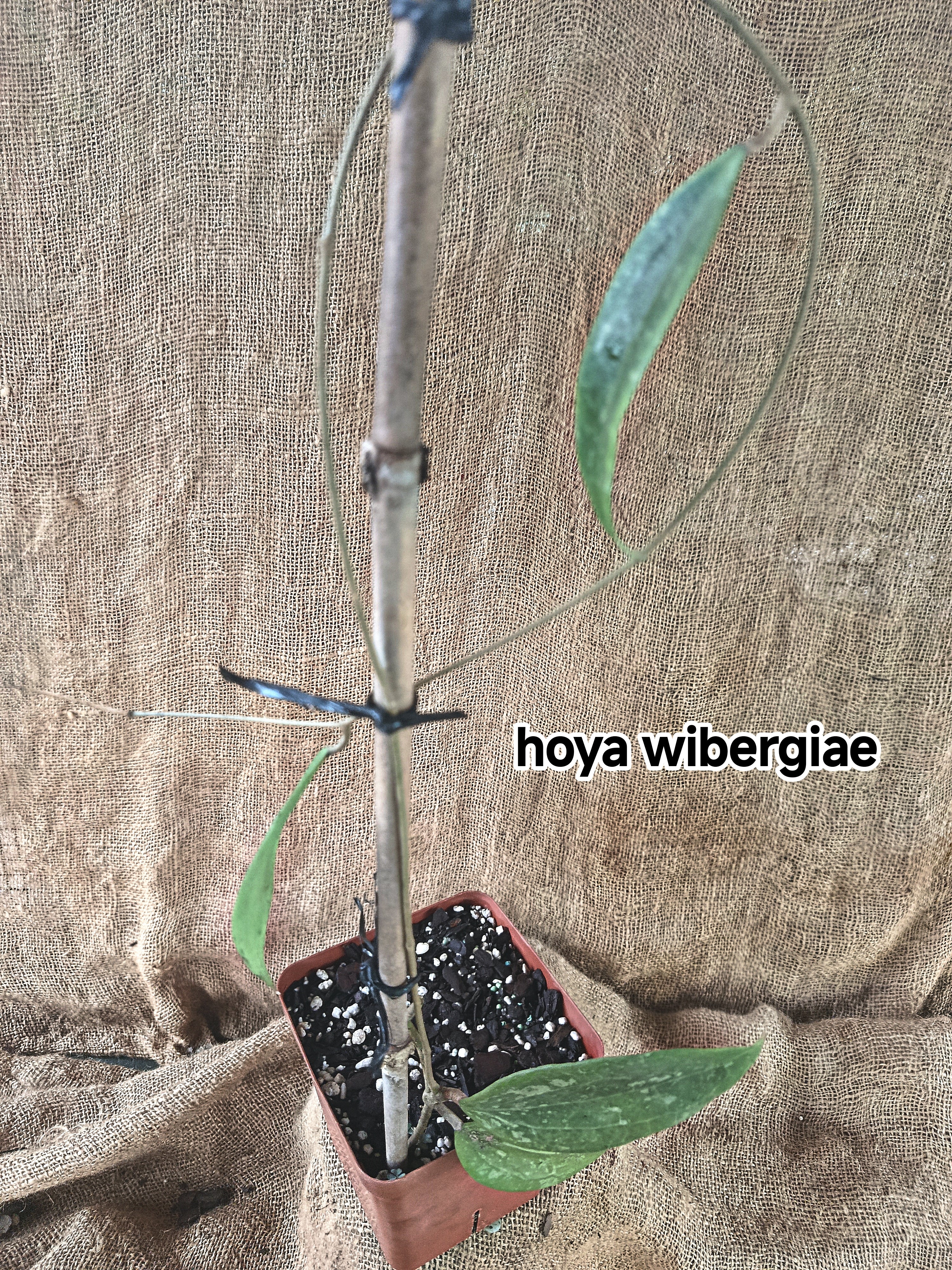 hoya wibergiae