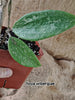 hoya wibergiae