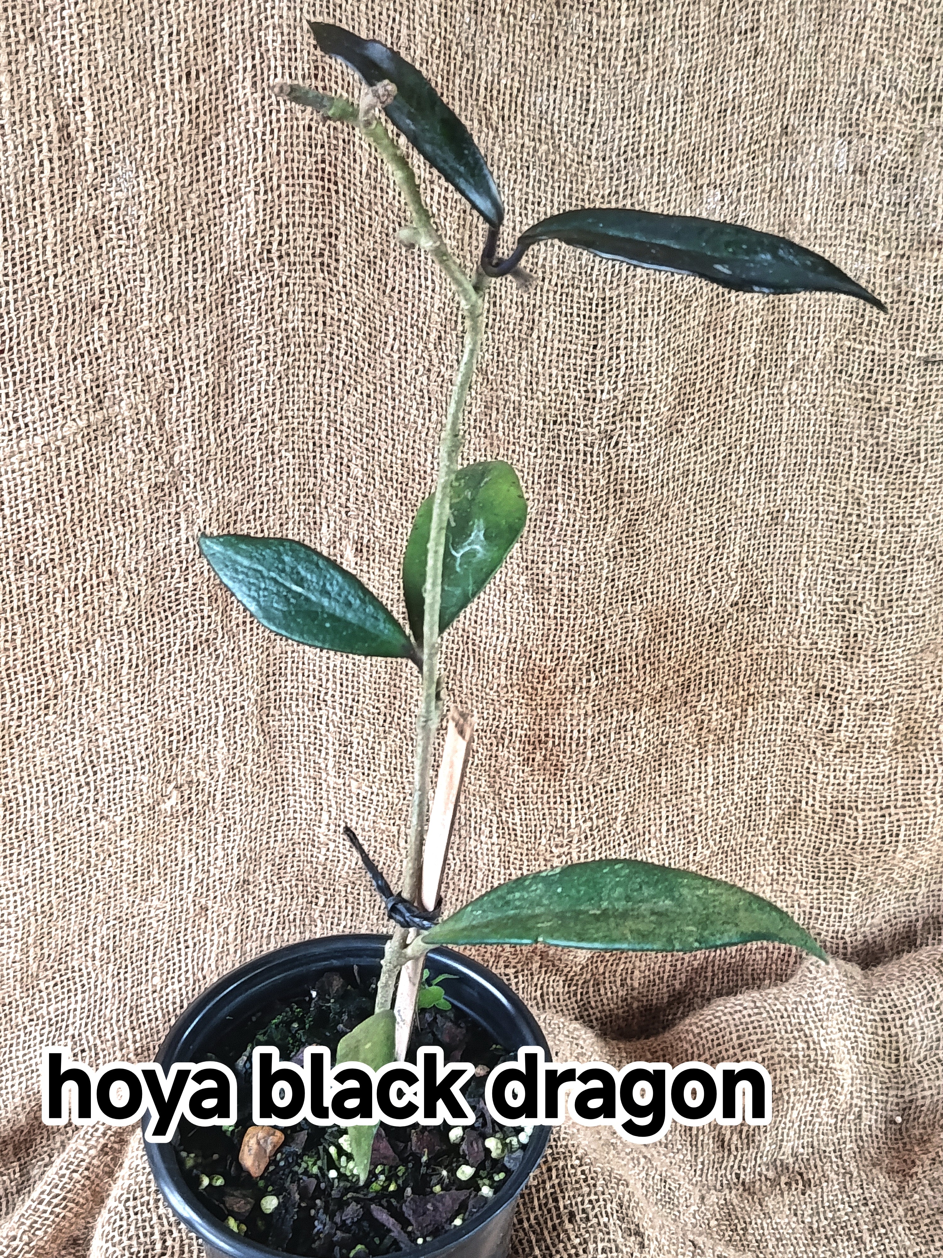 hoya black dragon