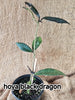 hoya black dragon