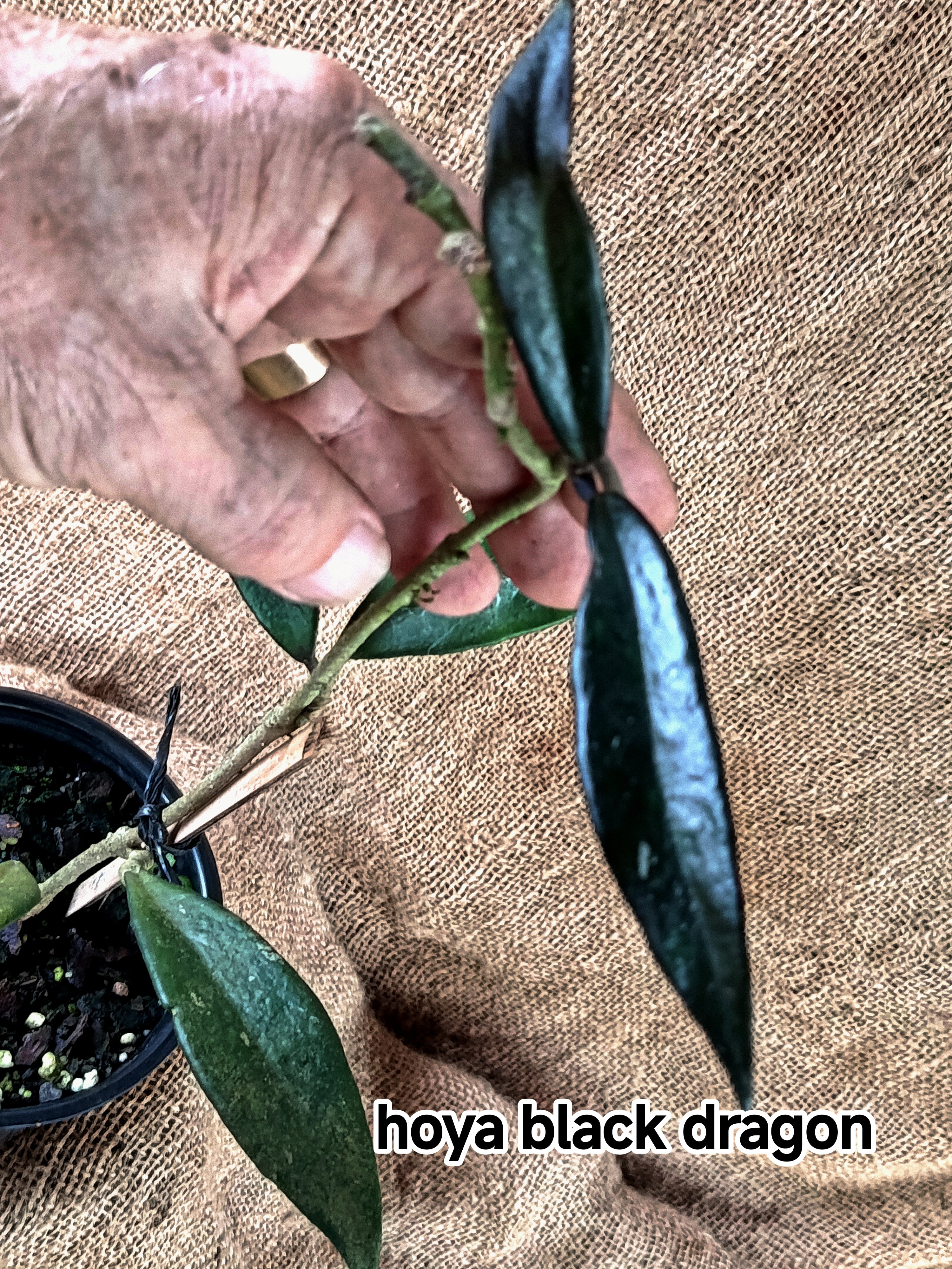 hoya black dragon