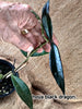 hoya black dragon