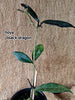 hoya black dragon