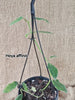 Hoya affinis