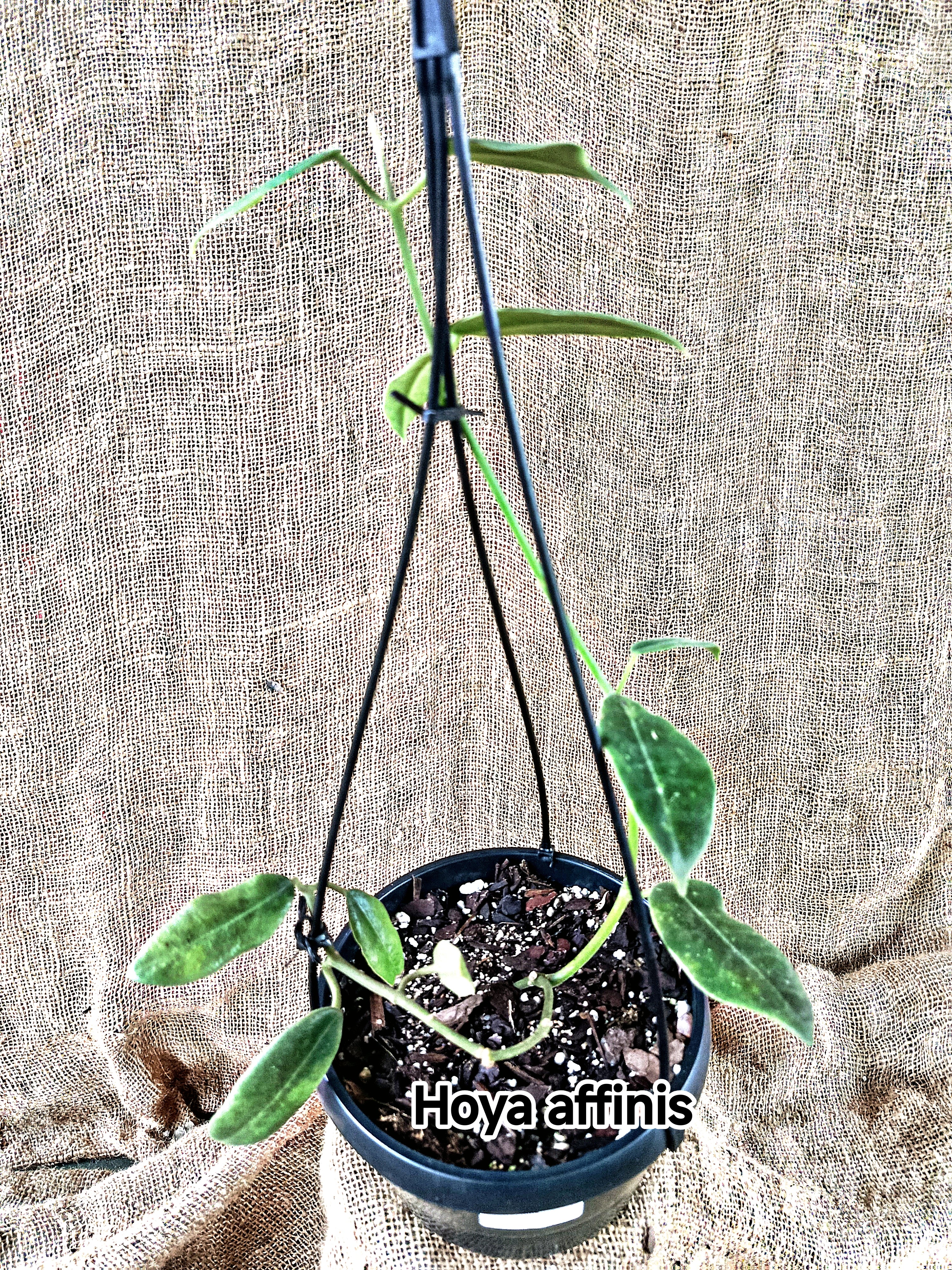 Hoya affinis