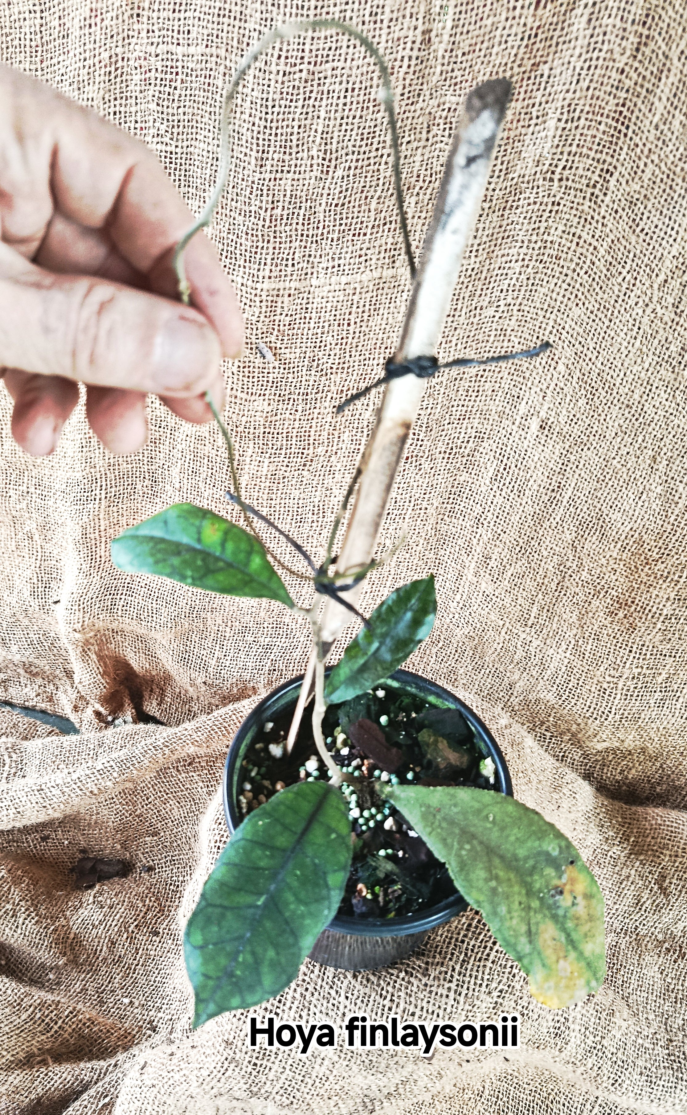 Hoya finlaysonii