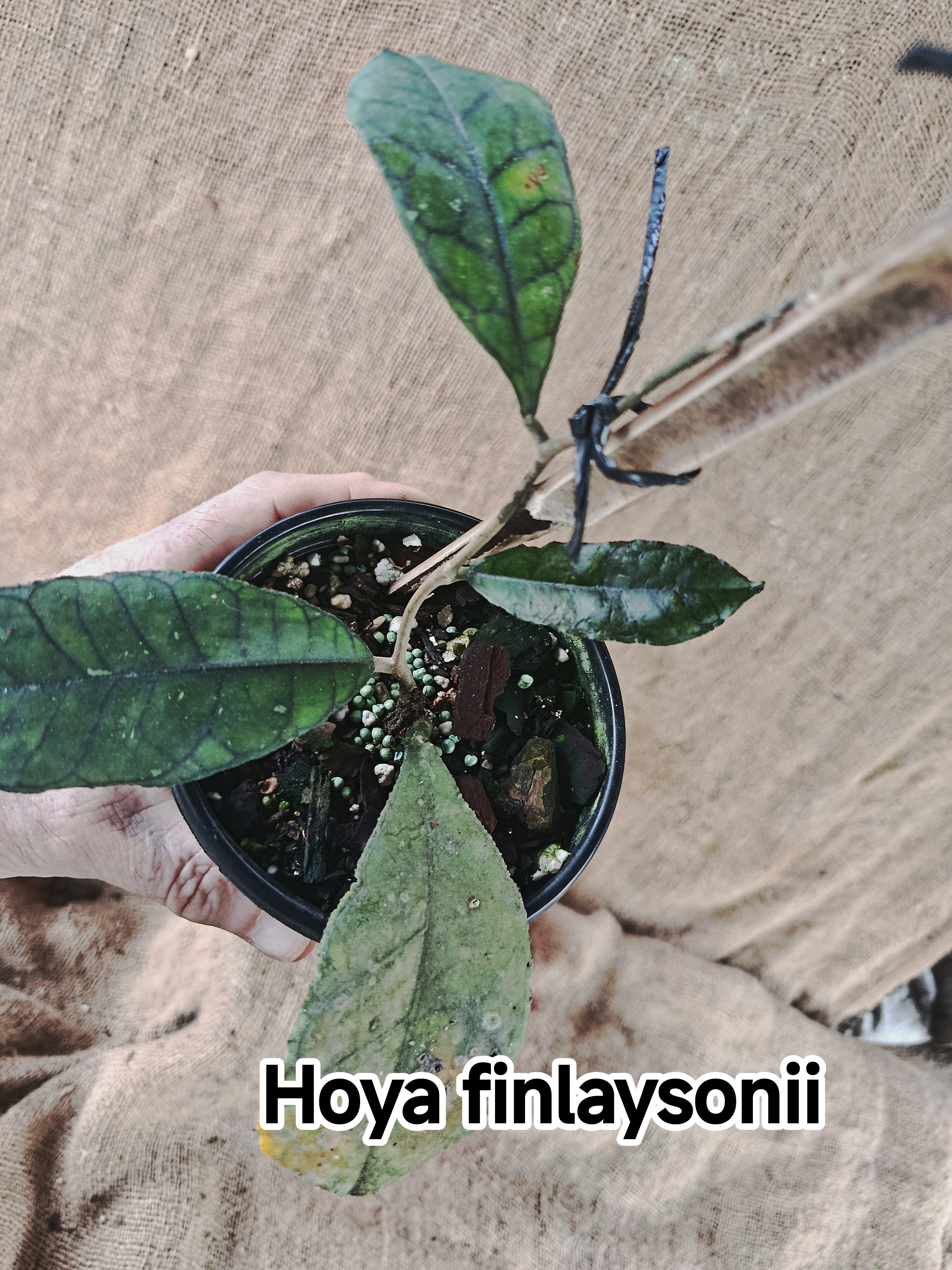 Hoya finlaysonii