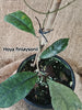 Hoya finlaysonii