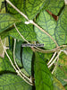 Hoya finlaysonii