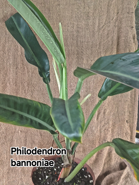 philodendron bannoniae  Exotic Flora
