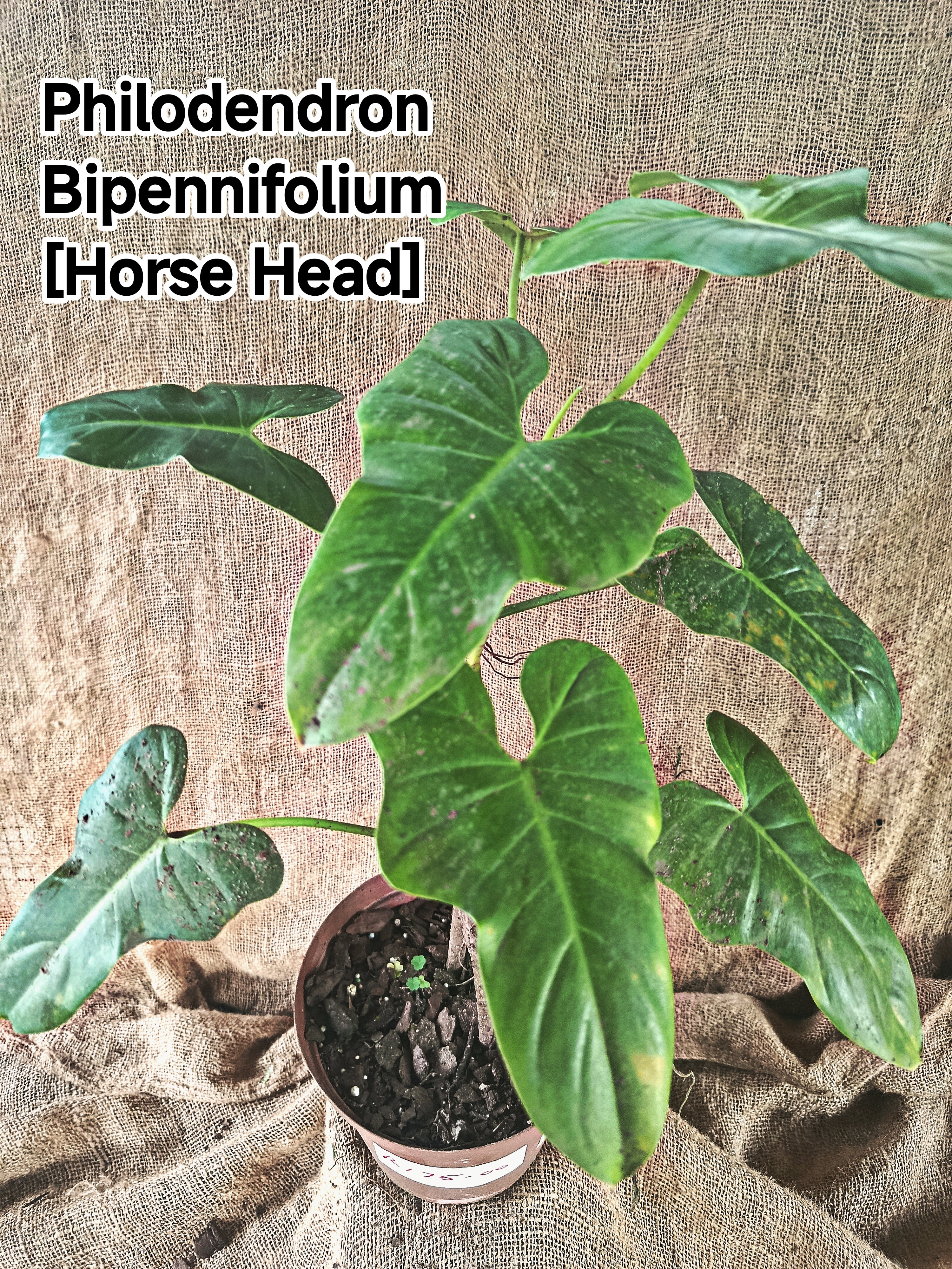 Philodendron Bipennifolium [Horse Head]