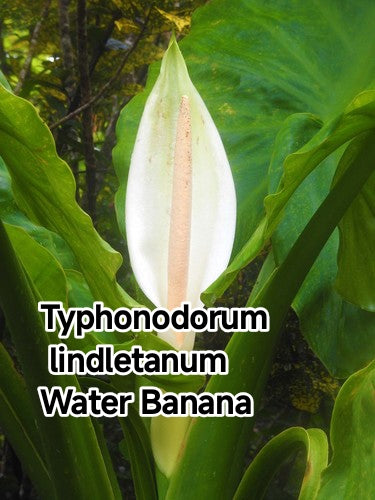 Typhonodorum lindletanum "Water Banana"