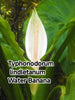 Typhonodorum lindletanum 