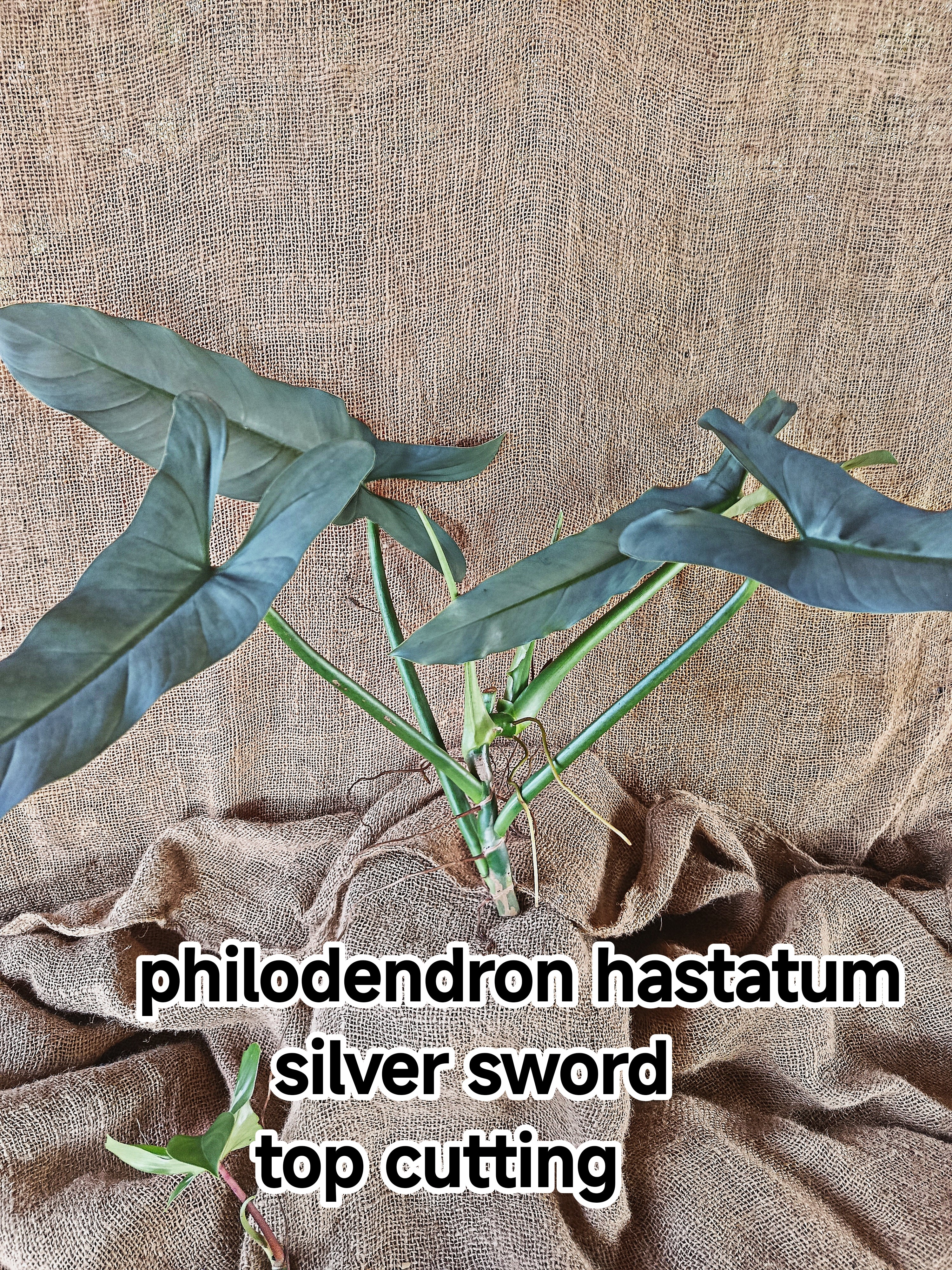 Top cutting Philodendron Hastatum silver sword