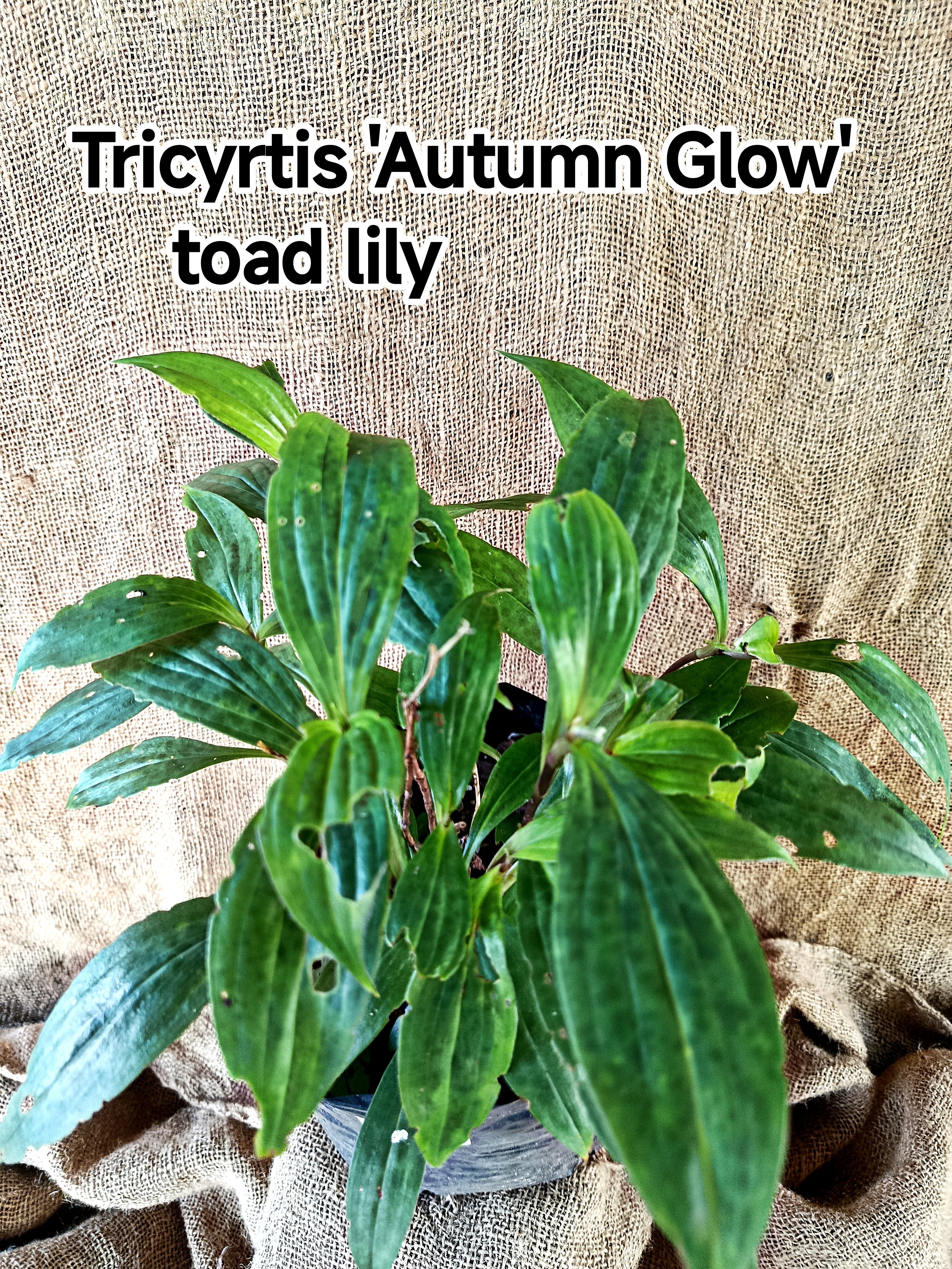 Tricyrtis formosana ‘Autumn Glow’ – Toad Lily