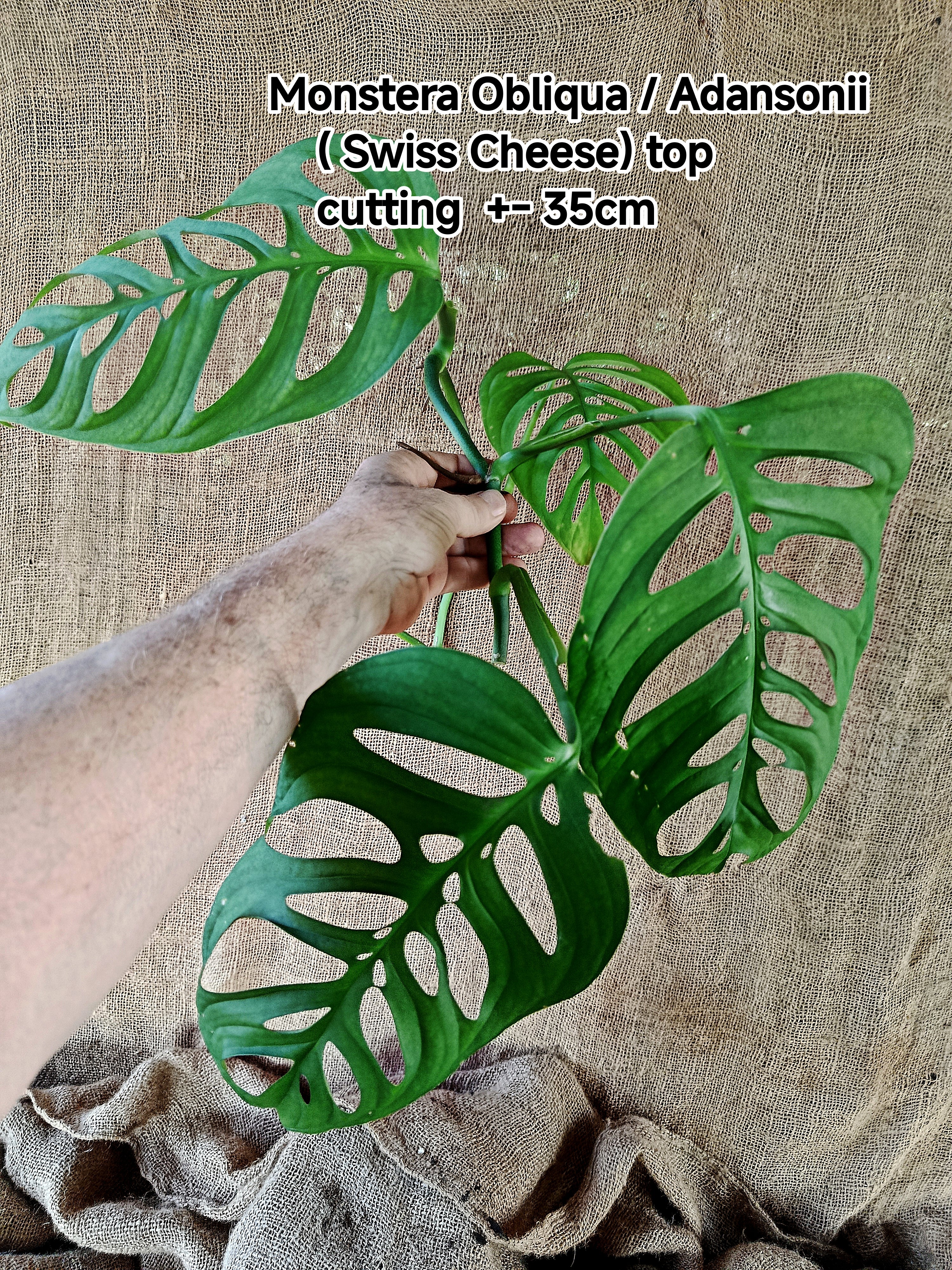 Monstera Oblique Adansonii ( swiss cheese)