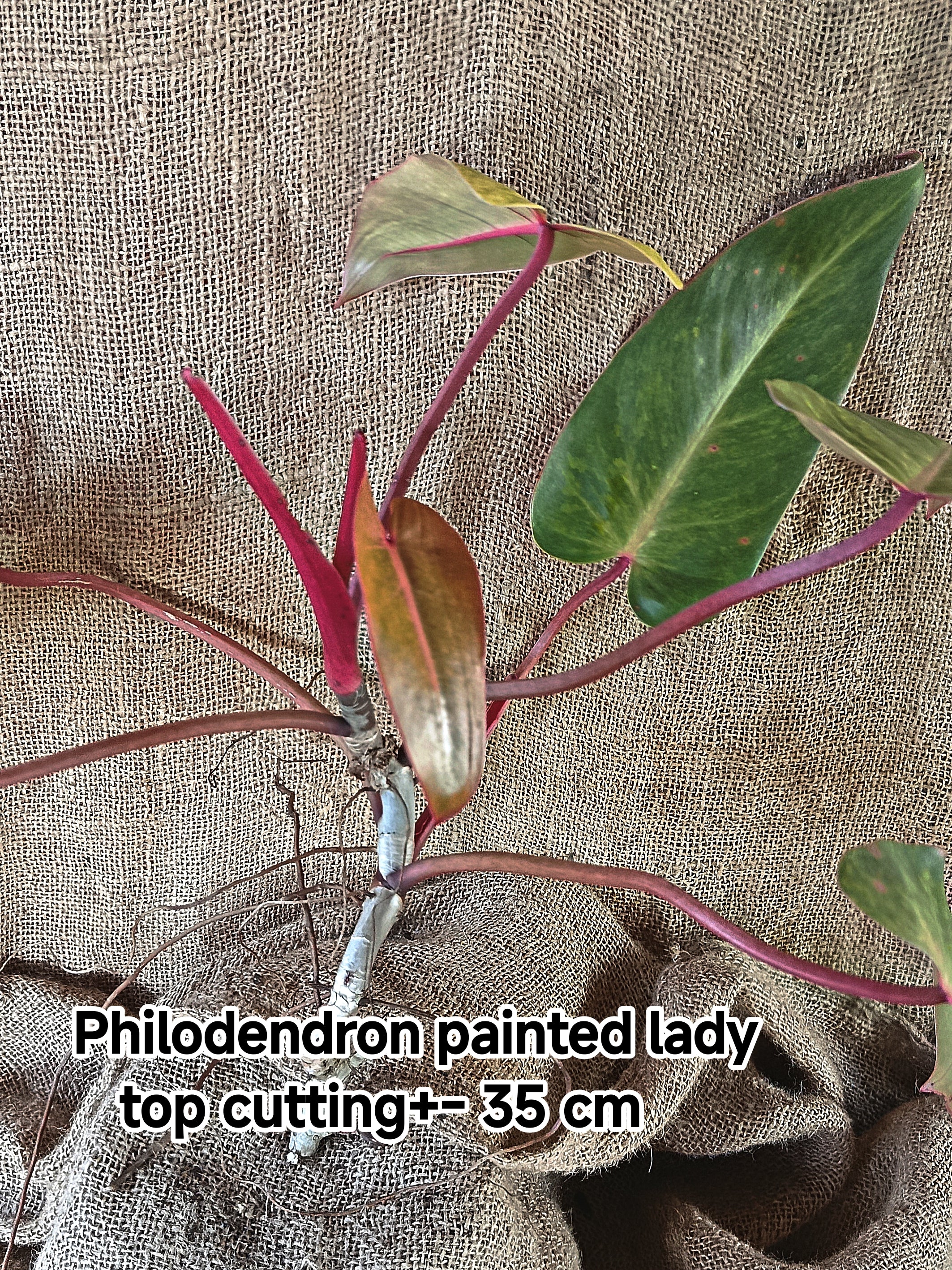 Top cutting of philodendron painted lady