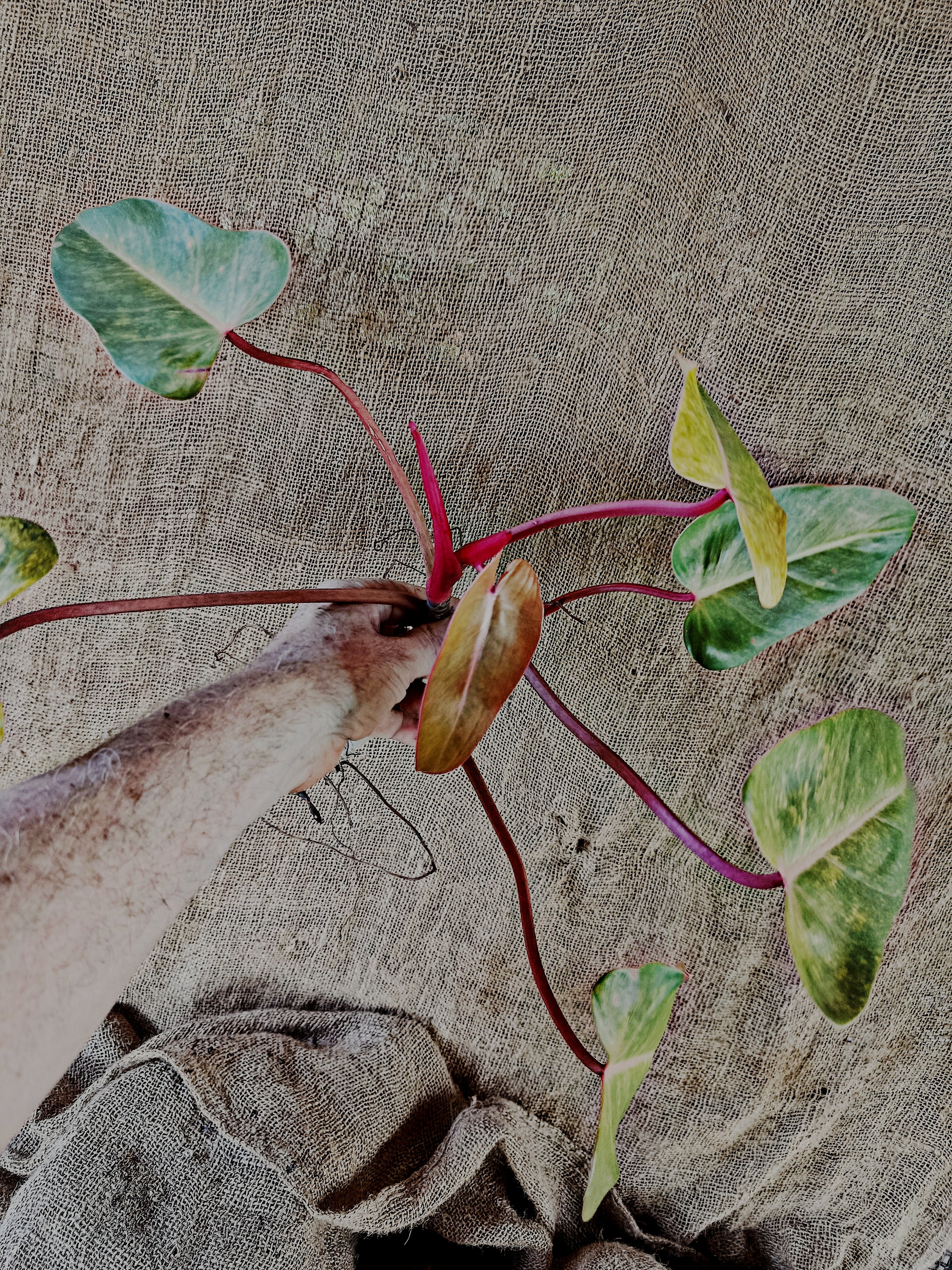 Top cutting of philodendron painted lady
