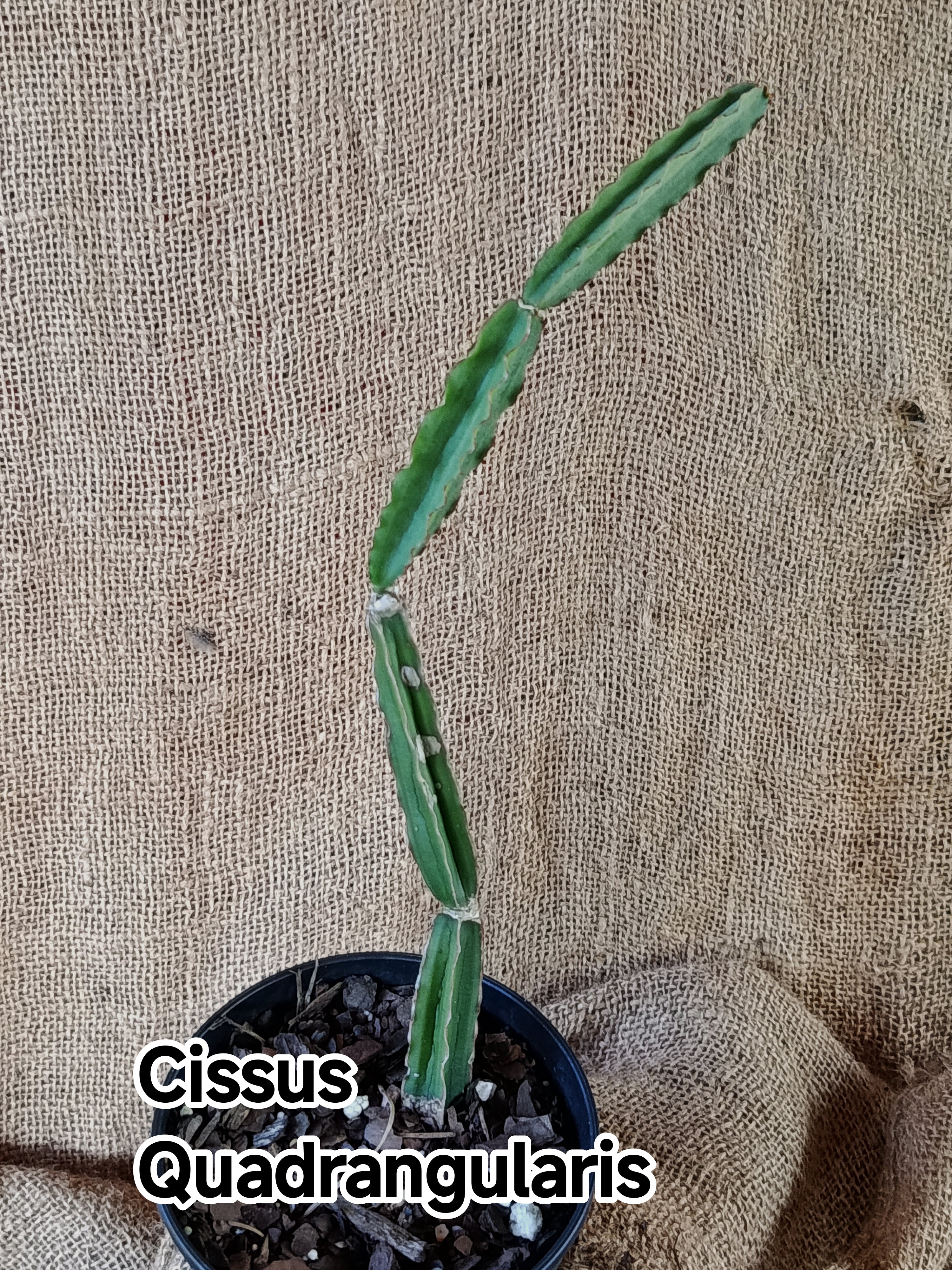 Cissus quadrangularis Also known as Hadjod (Hindi) Pirandai (Tamil)