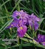 Purple Louisiana iris