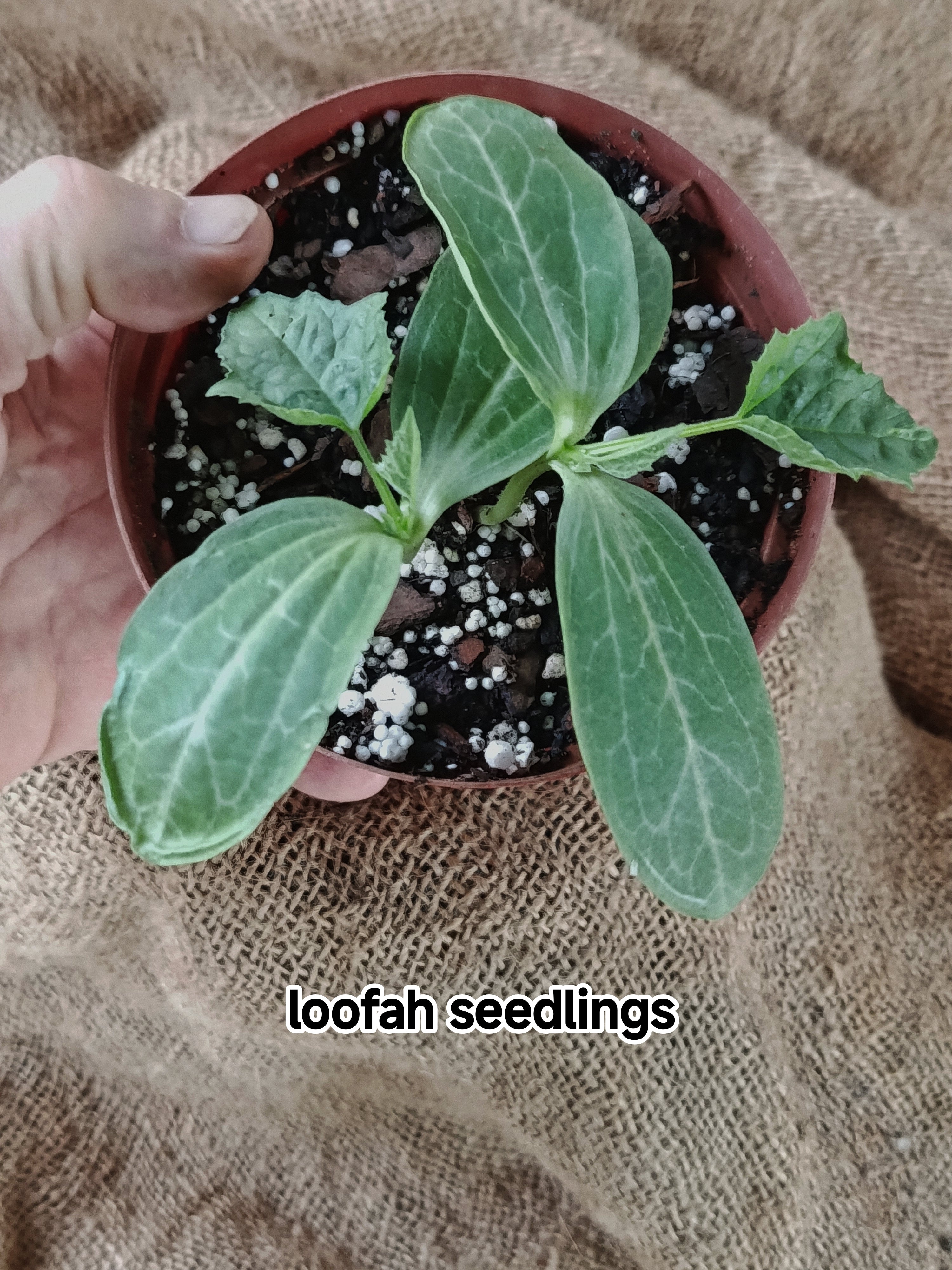 Luffa ( loofah)