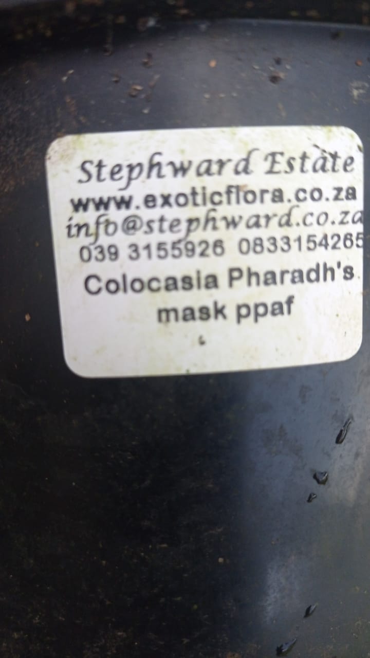 colocasia Pharaohs Mask