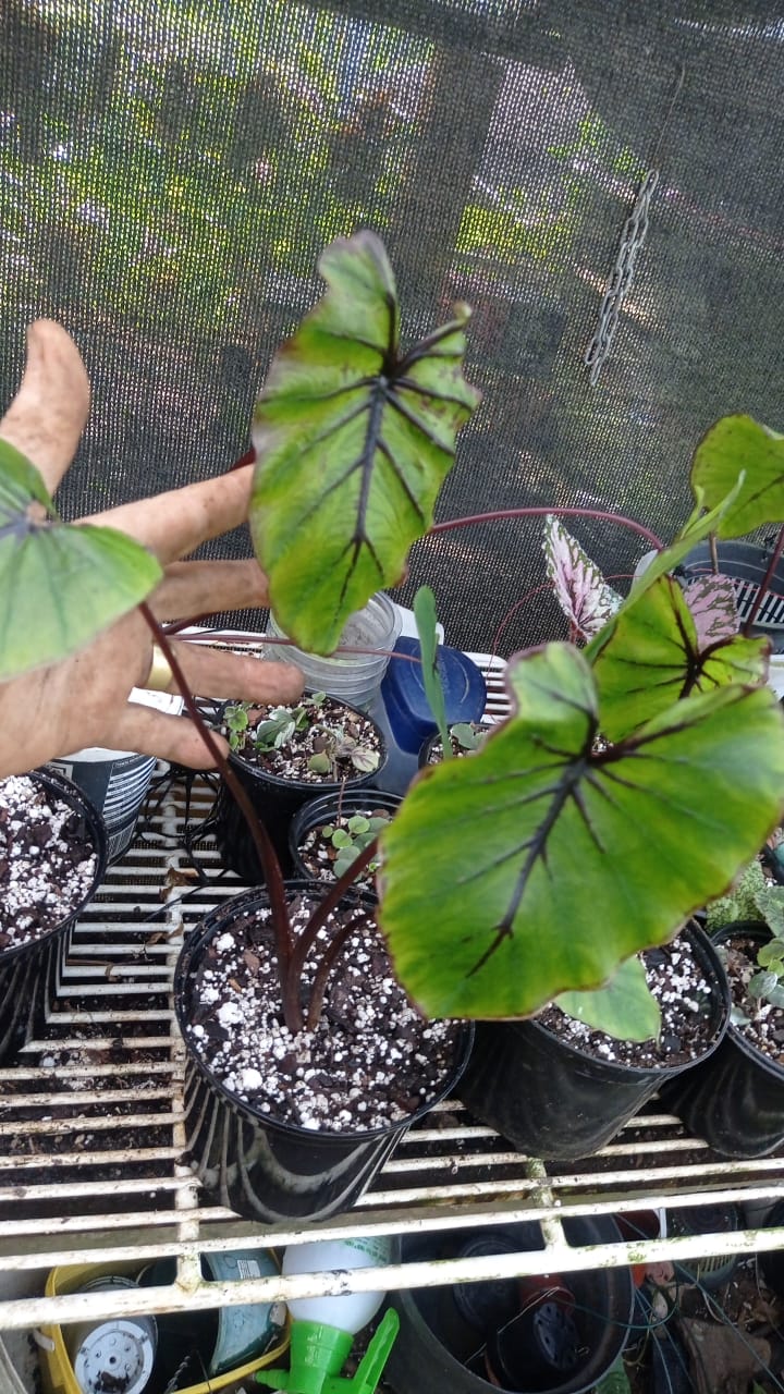 colocasia Pharaohs Mask