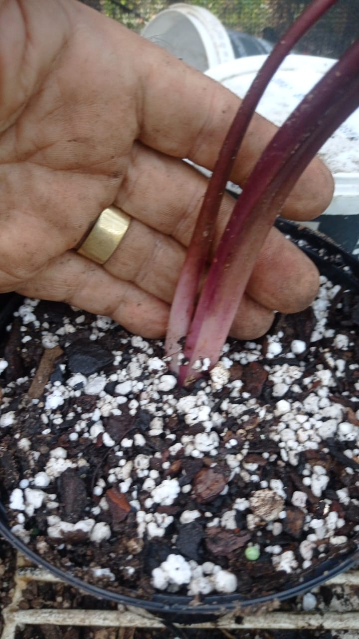 colocasia Pharaohs Mask