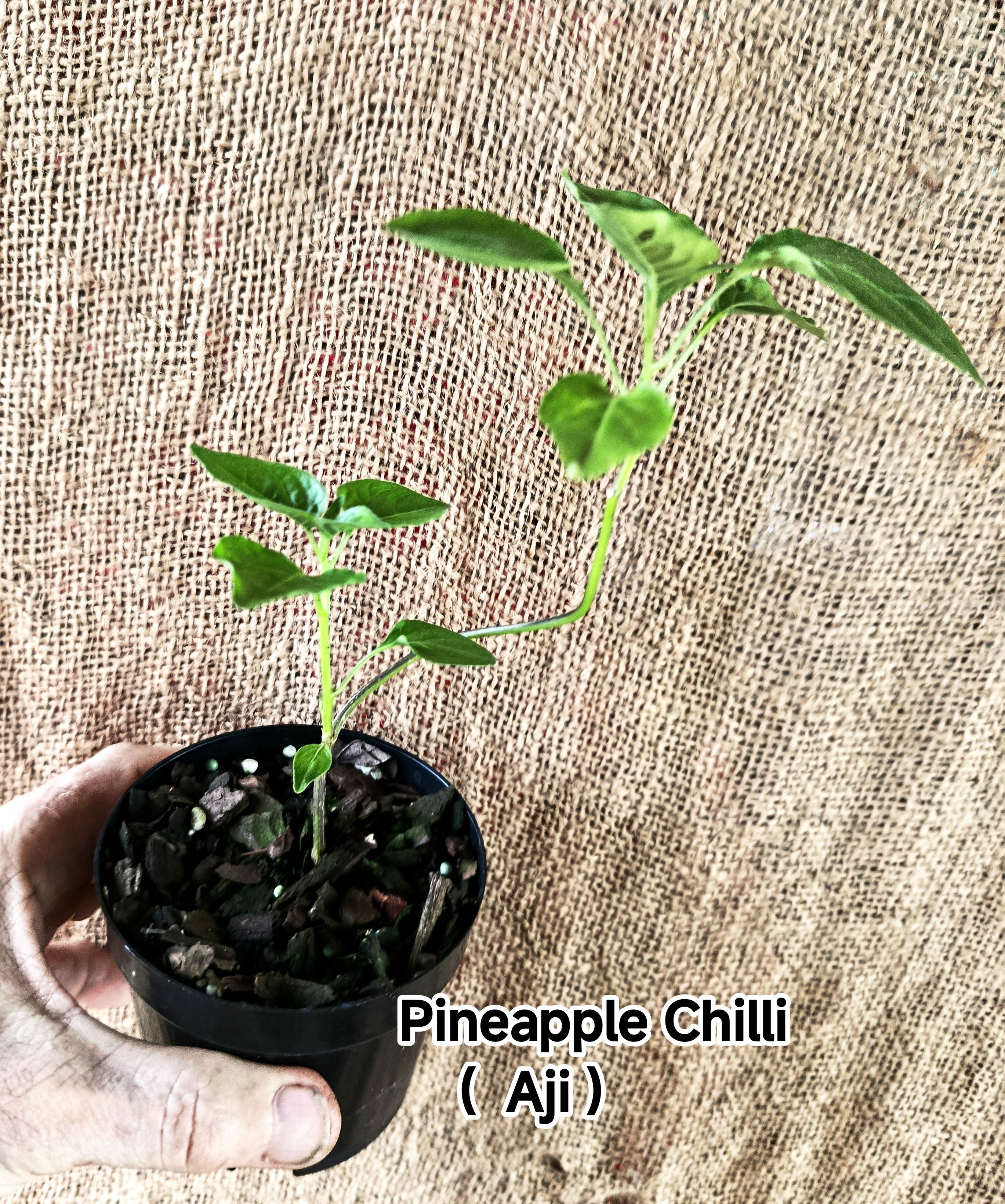 Pineapple Chilli  Aji