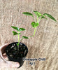 Pineapple Chilli  Aji