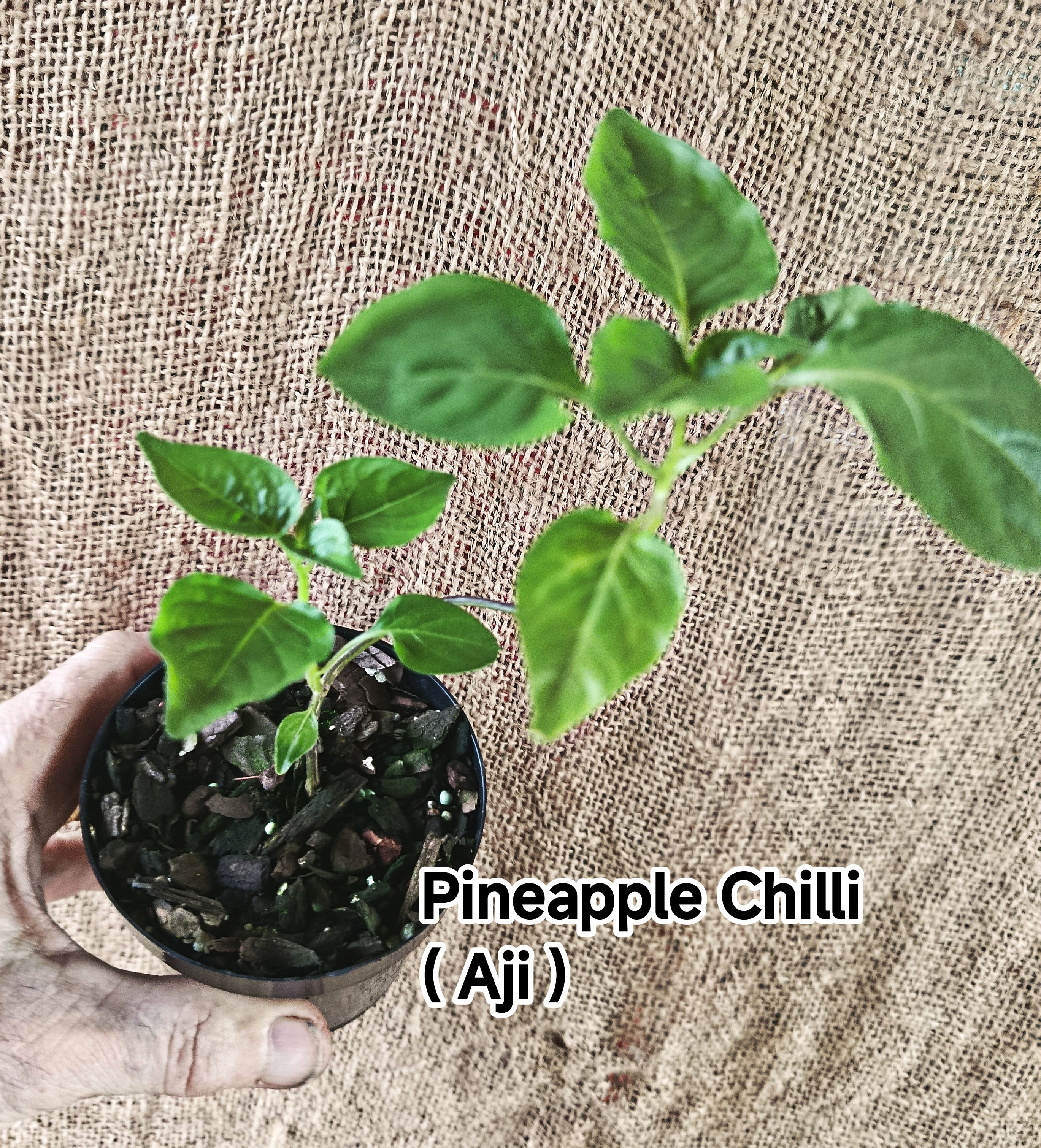 Pineapple Chilli  Aji