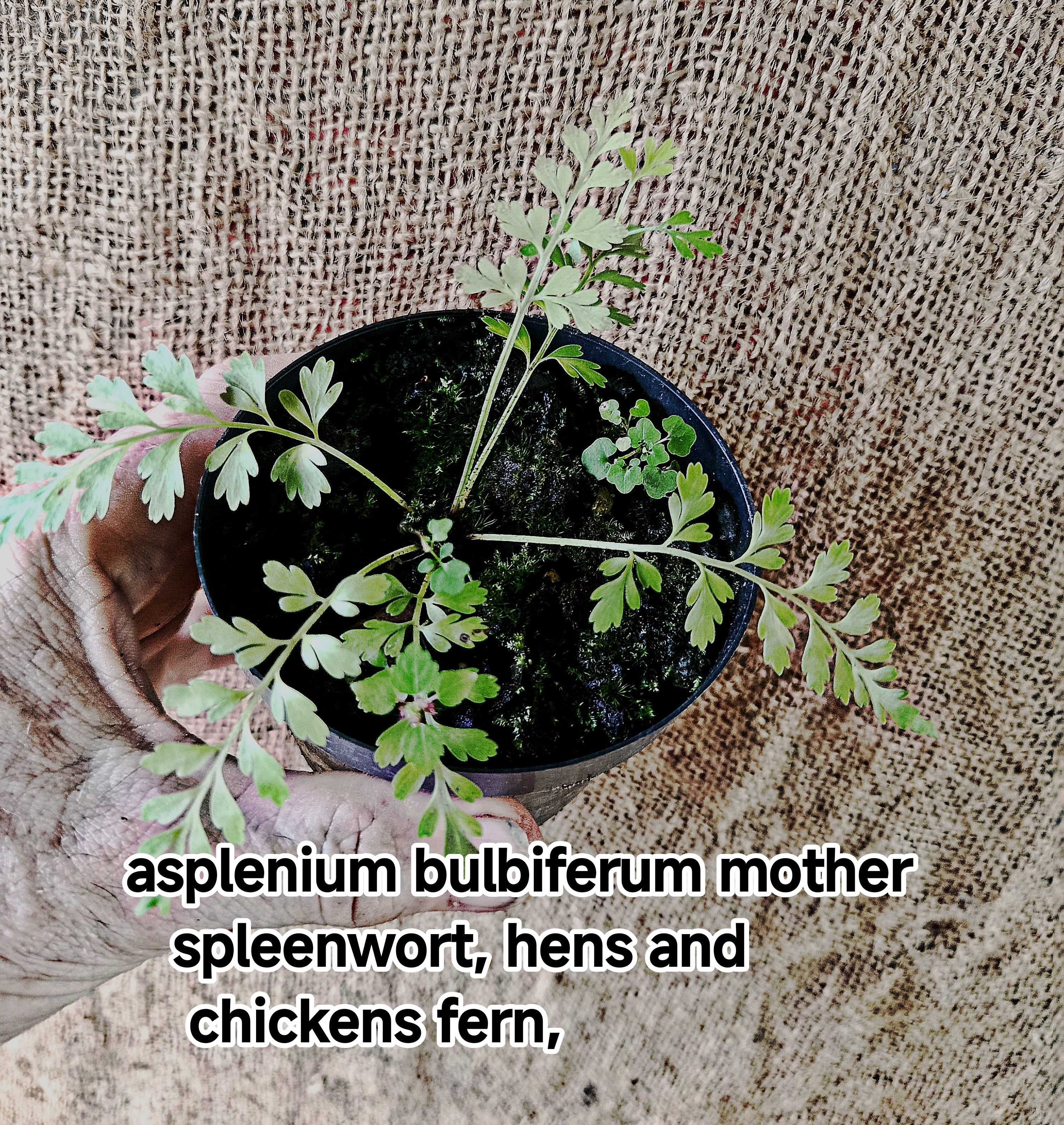 Asplenium bulbiferum
Mother spleenwort, hens and chickens fern,