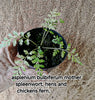 Asplenium bulbiferum
Mother spleenwort, hens and chickens fern,
